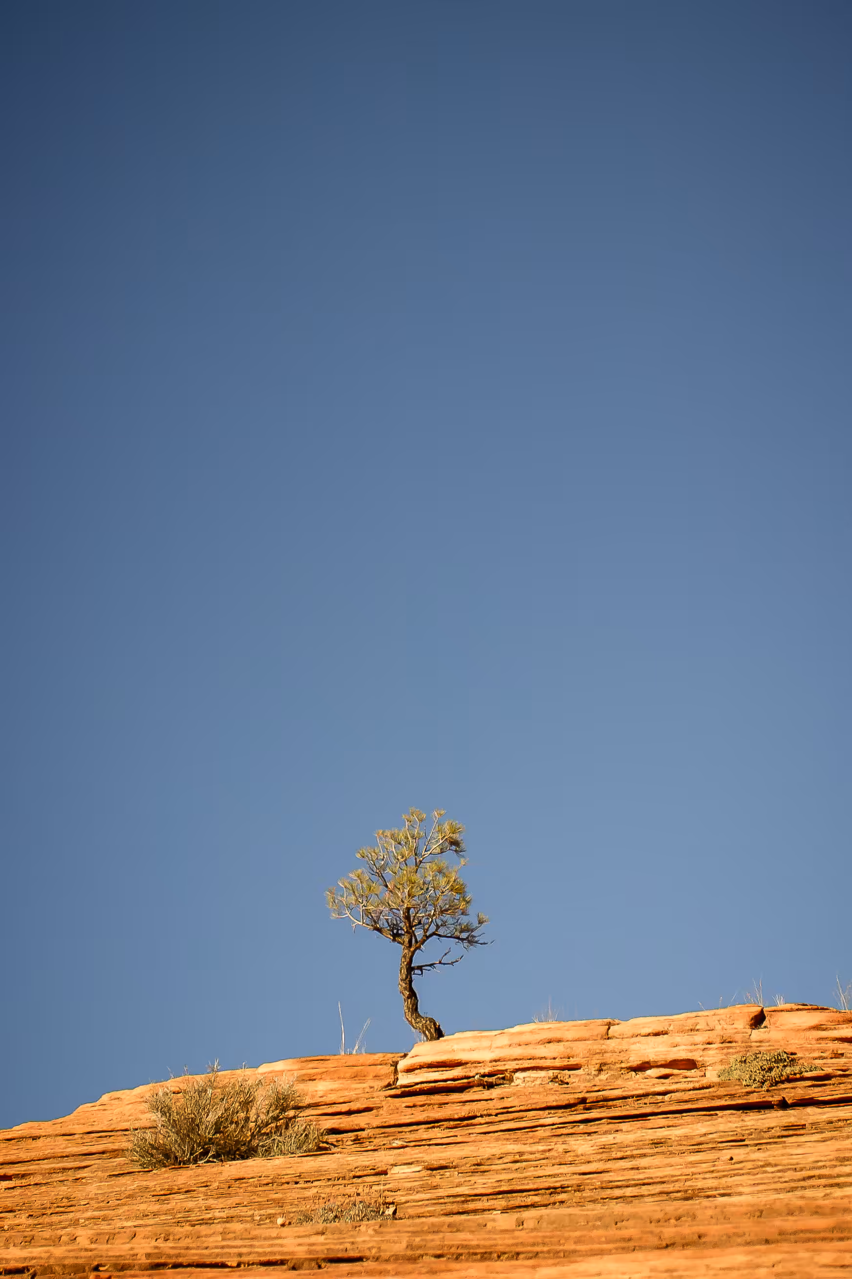 Lone Tree Big Sky