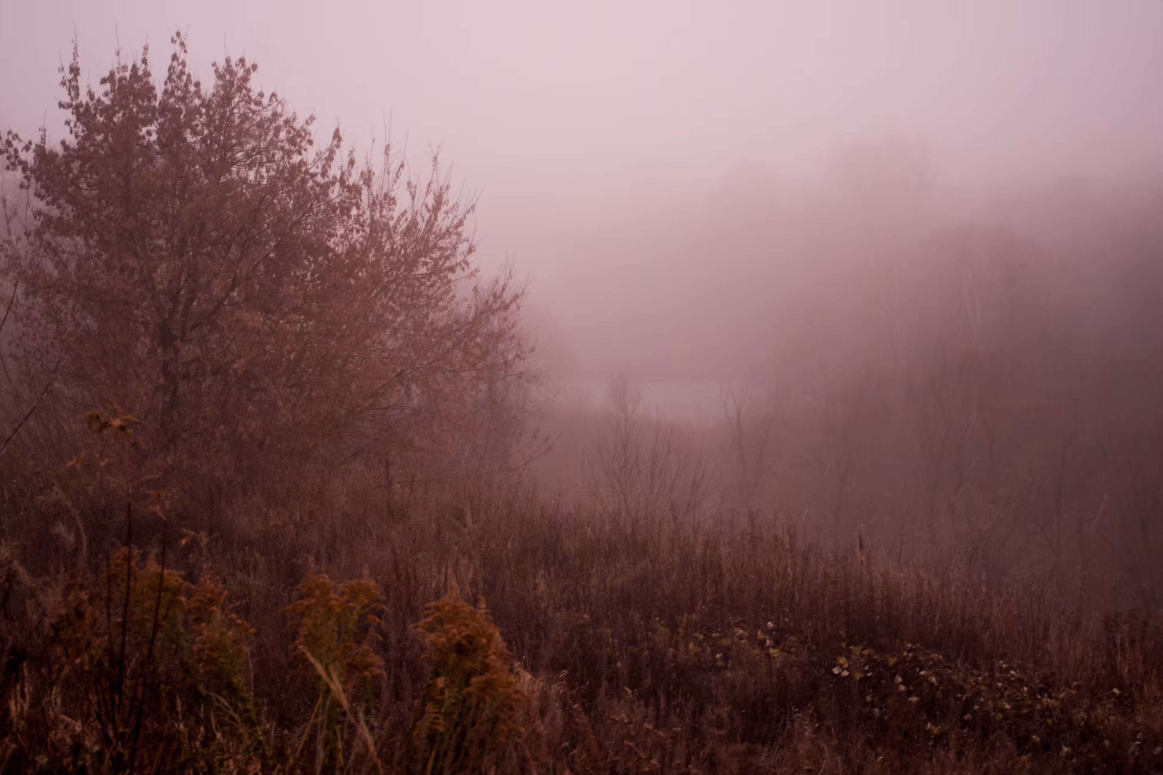 “Silence in the fog “