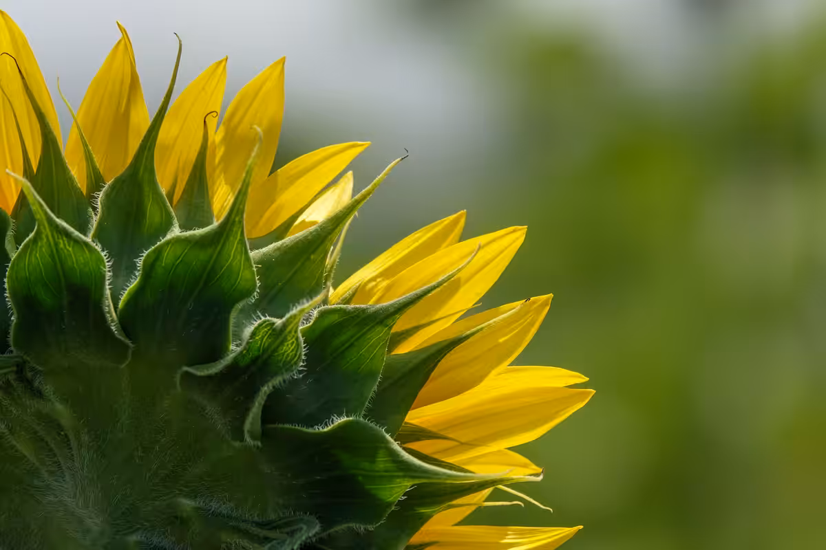 Flower #46