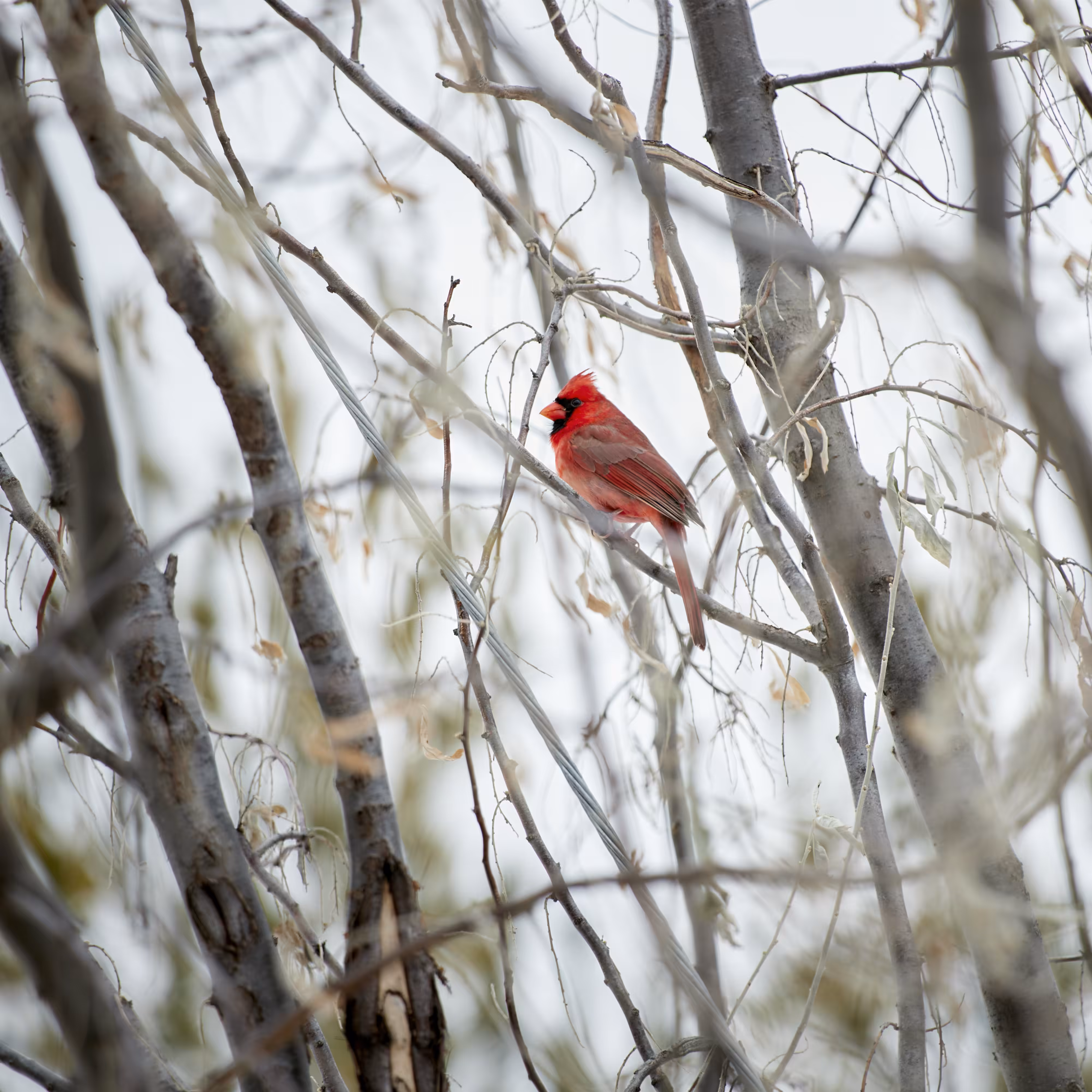Winter Cardinal