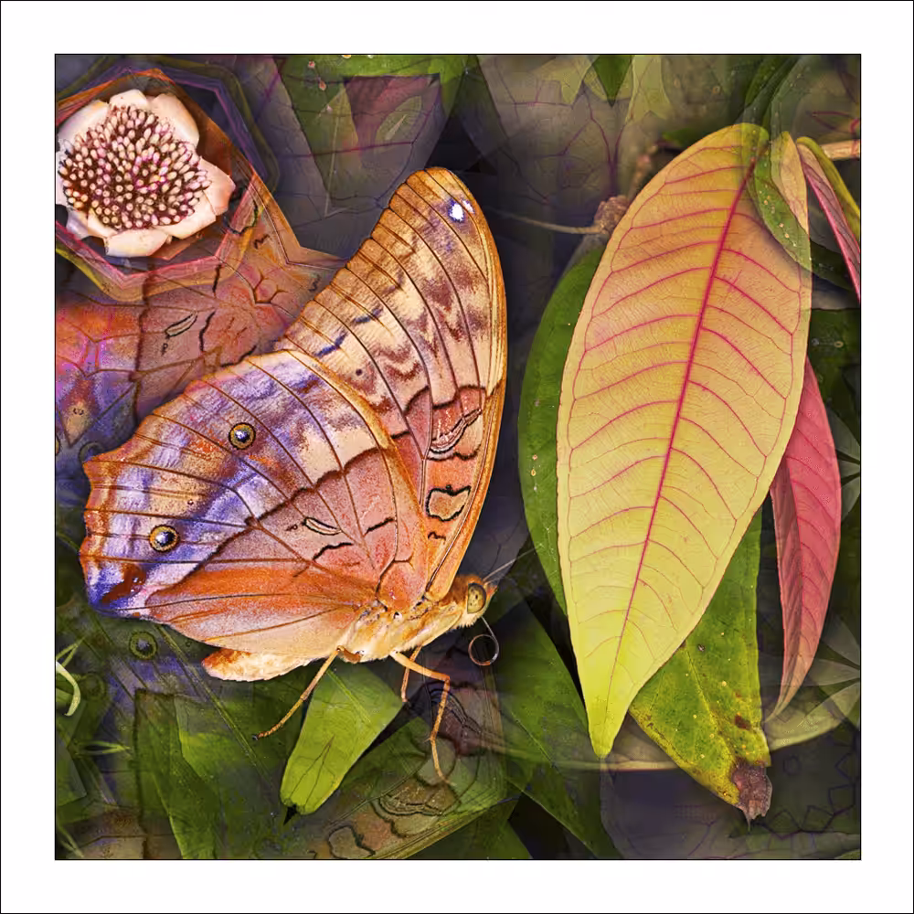 #22 Butterfly Zone - Fluttery Leaf