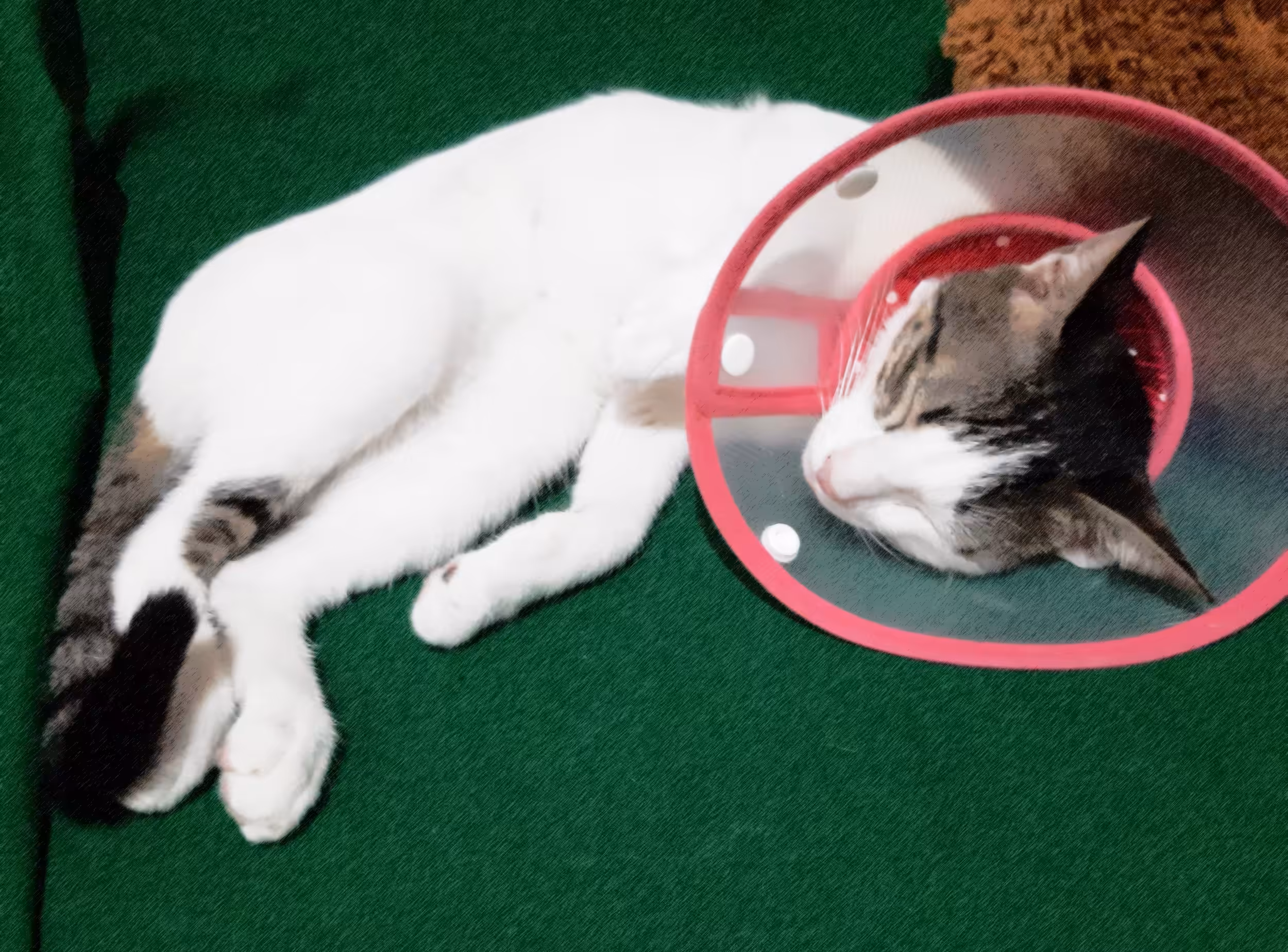 Pusskin Cat #37 - Sleeping Beauty