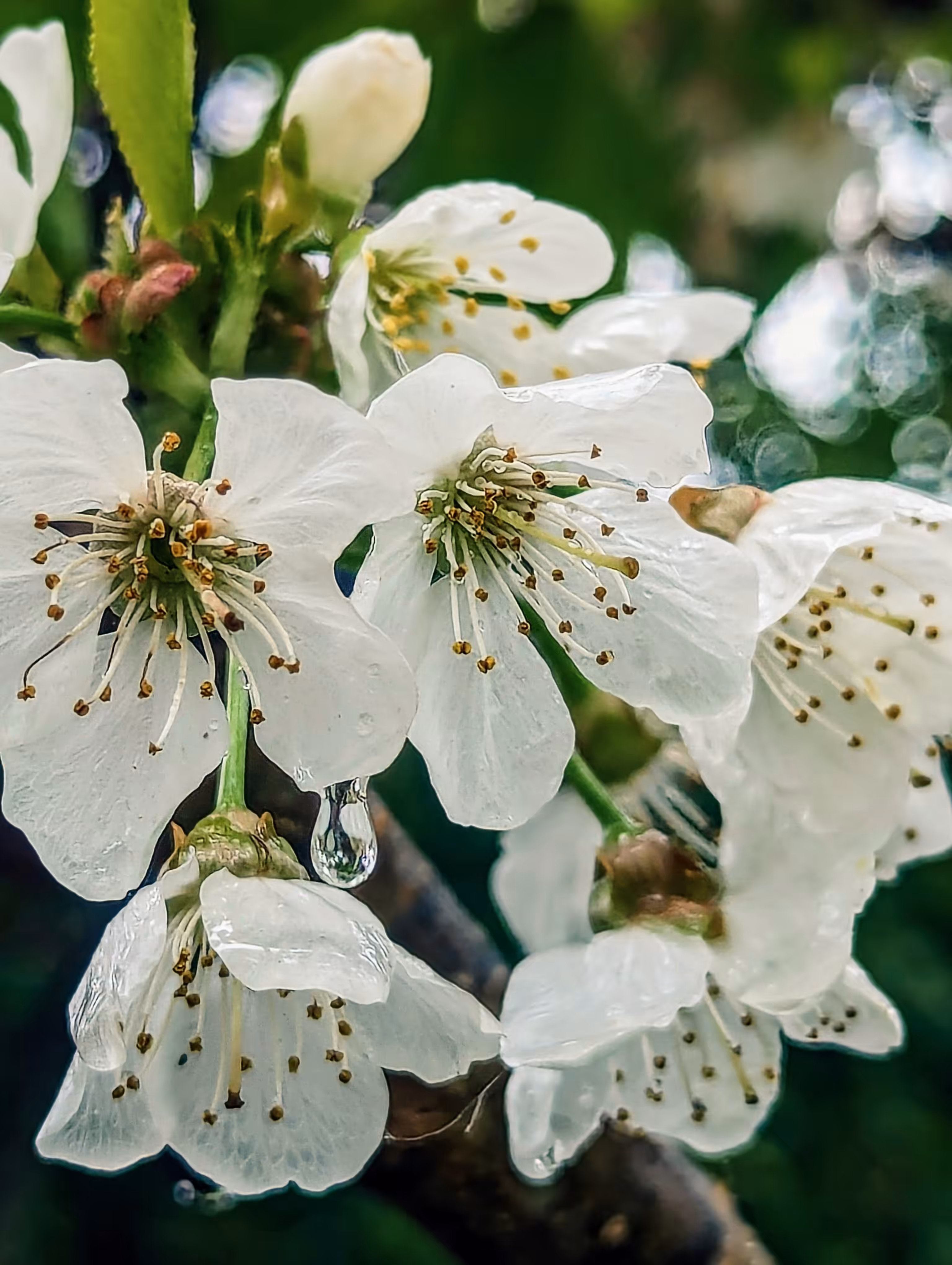 Luke_0x1 Photography : Fresh cherry drops