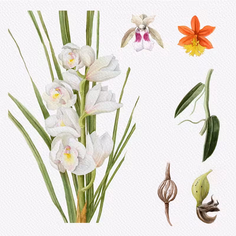 Botanical Illustration - Orchids 1 #81