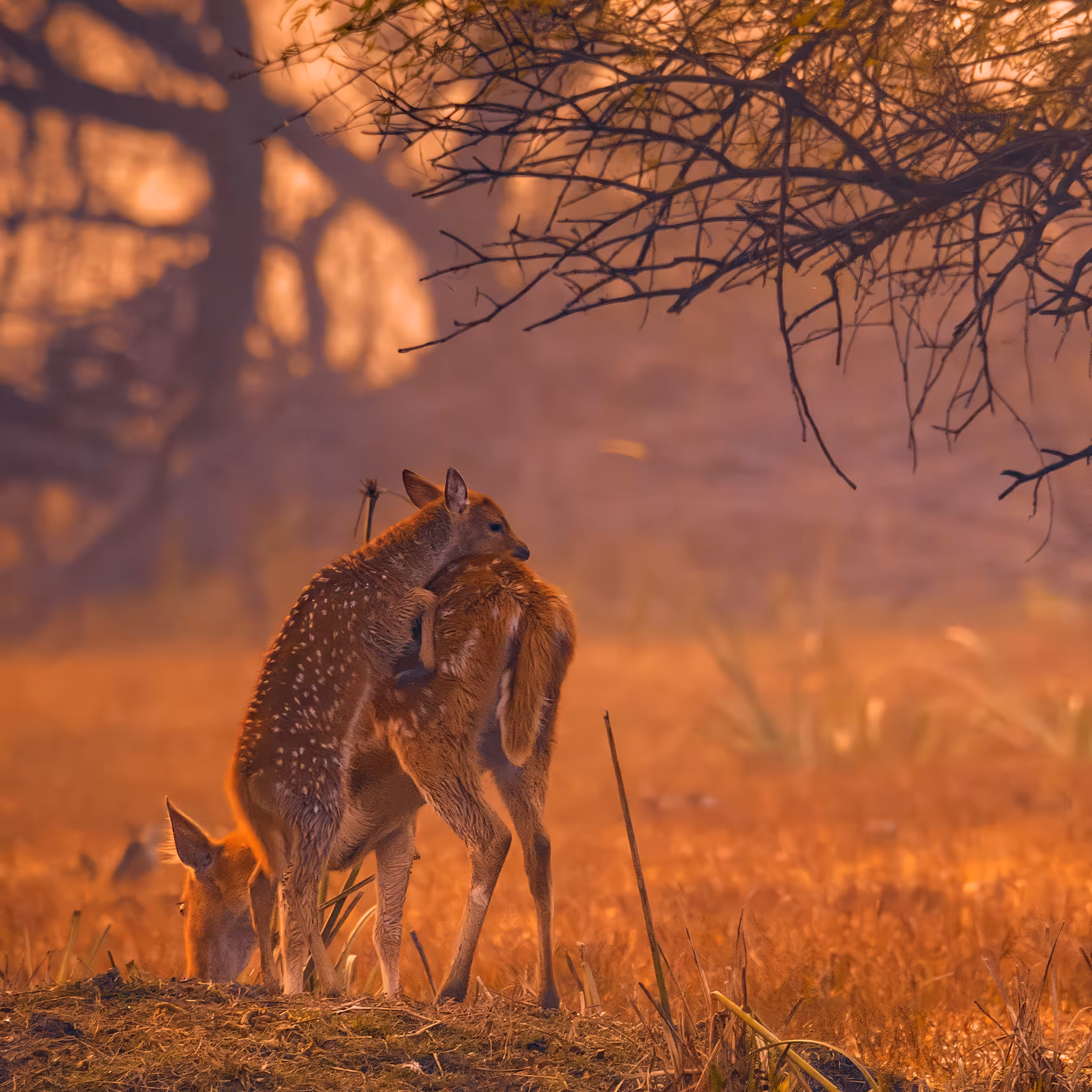 Mother & Fawn