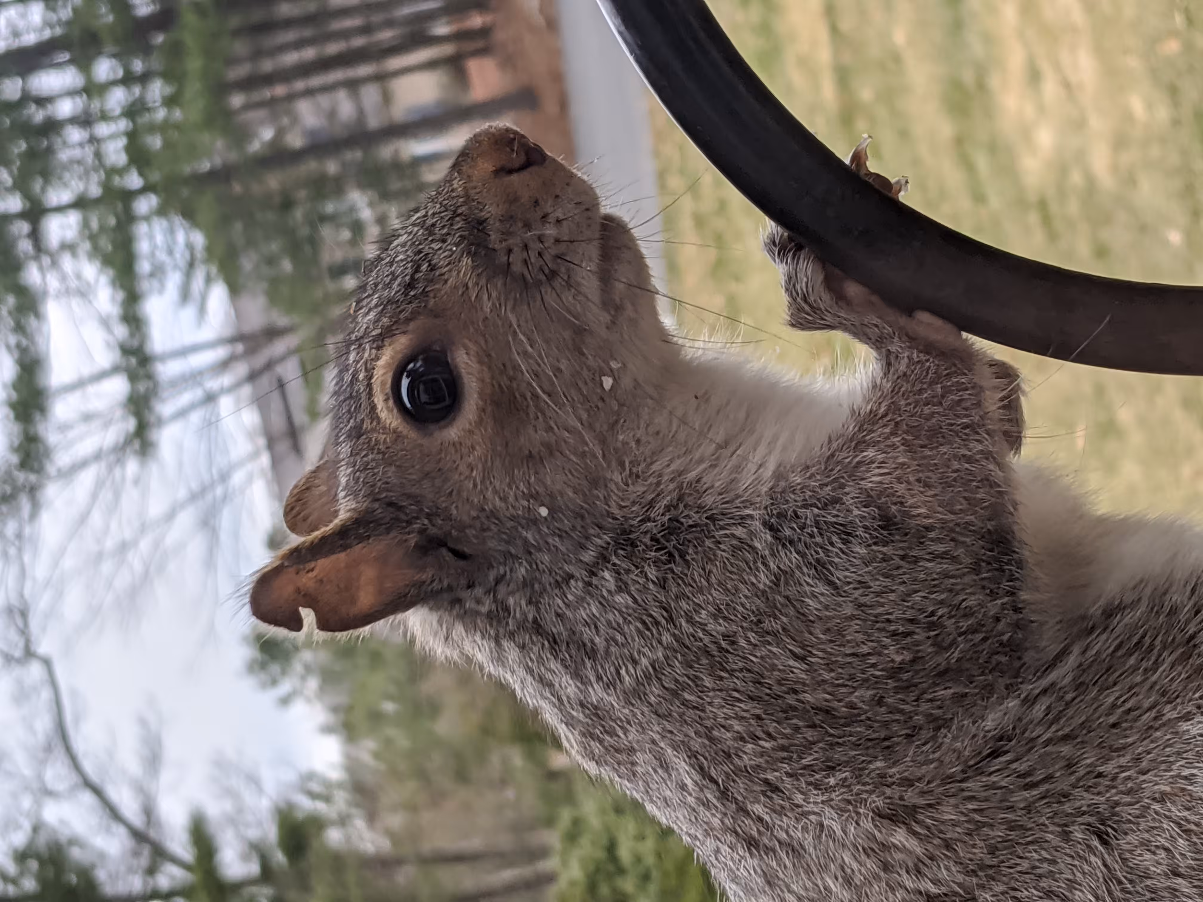 Squirrel Stare