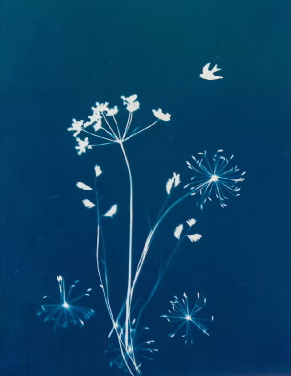 Freshly Cut Cyanotype