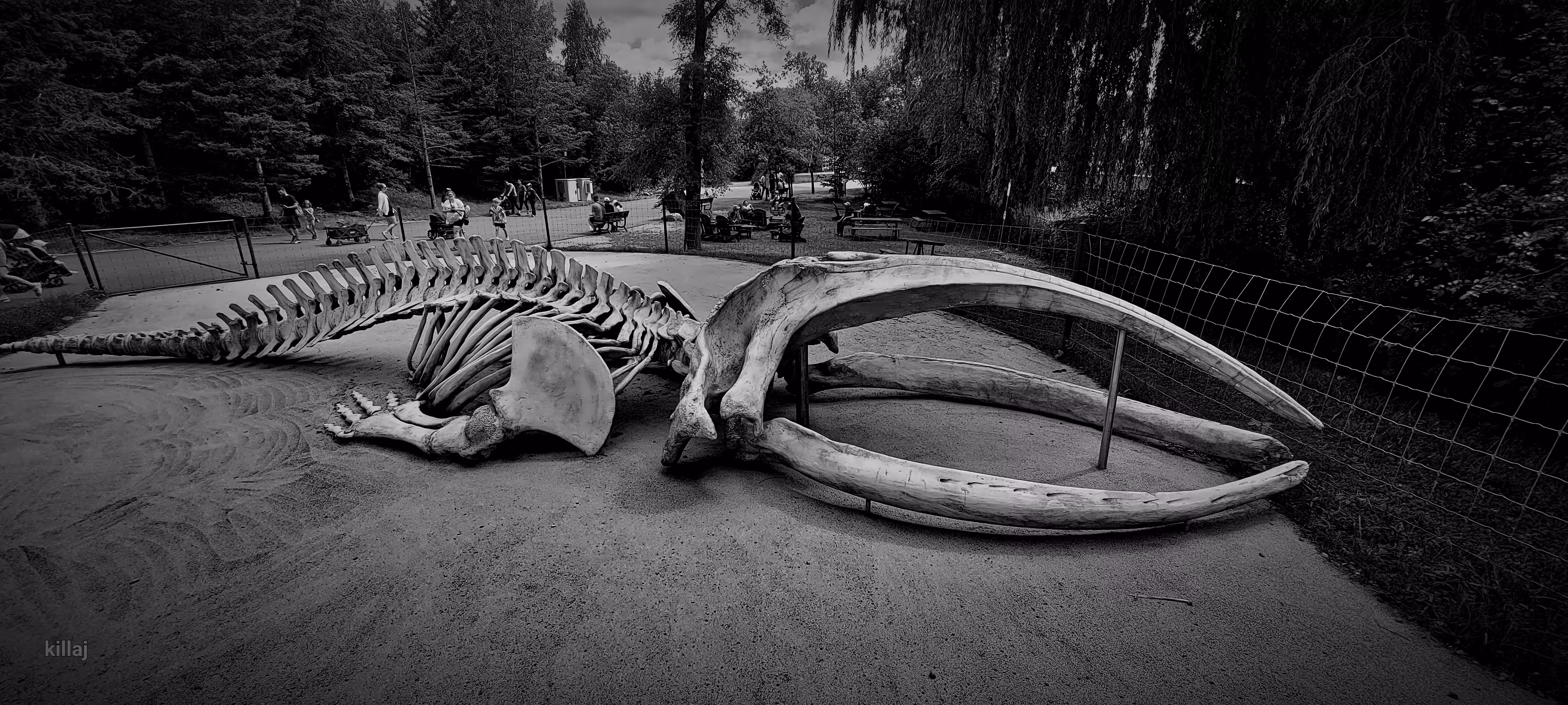 whale skeleton 