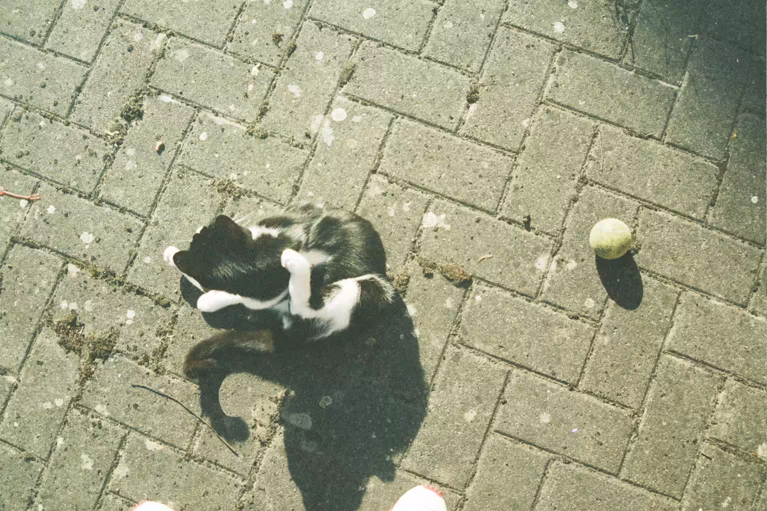 Gizmo licking himself