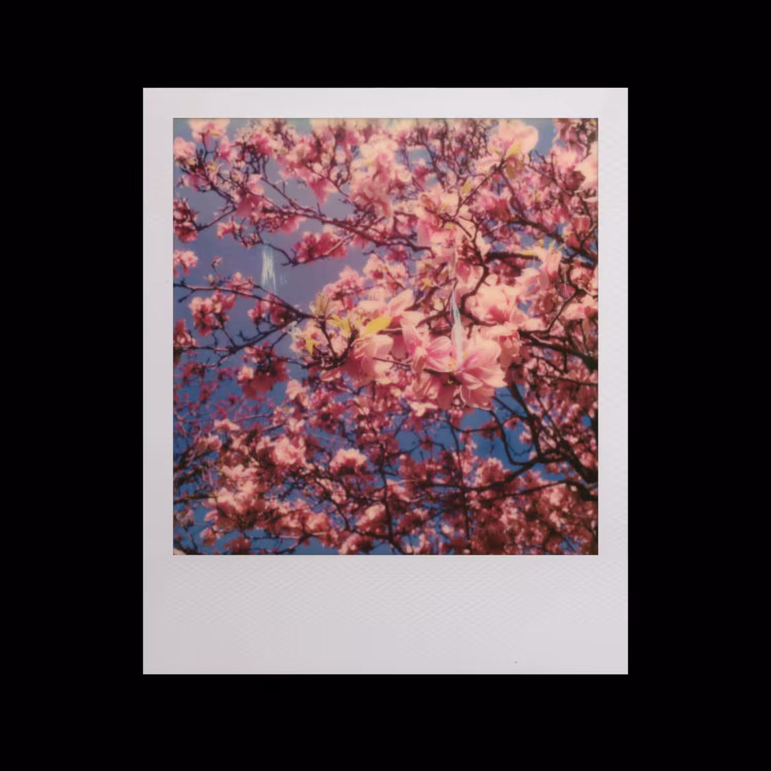 #06 'Cherry Blossom'