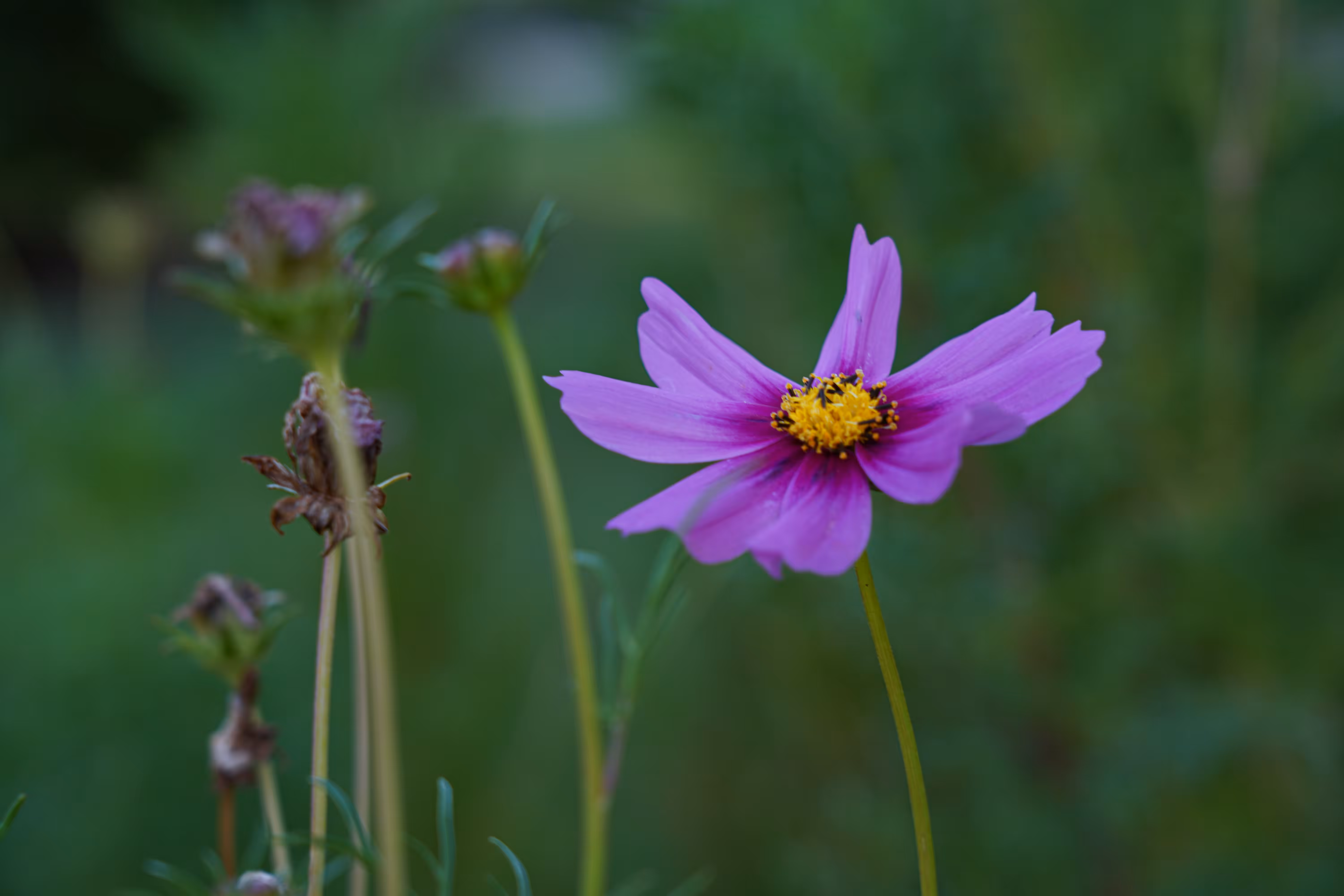 flowers: Whisper in the Green Silence