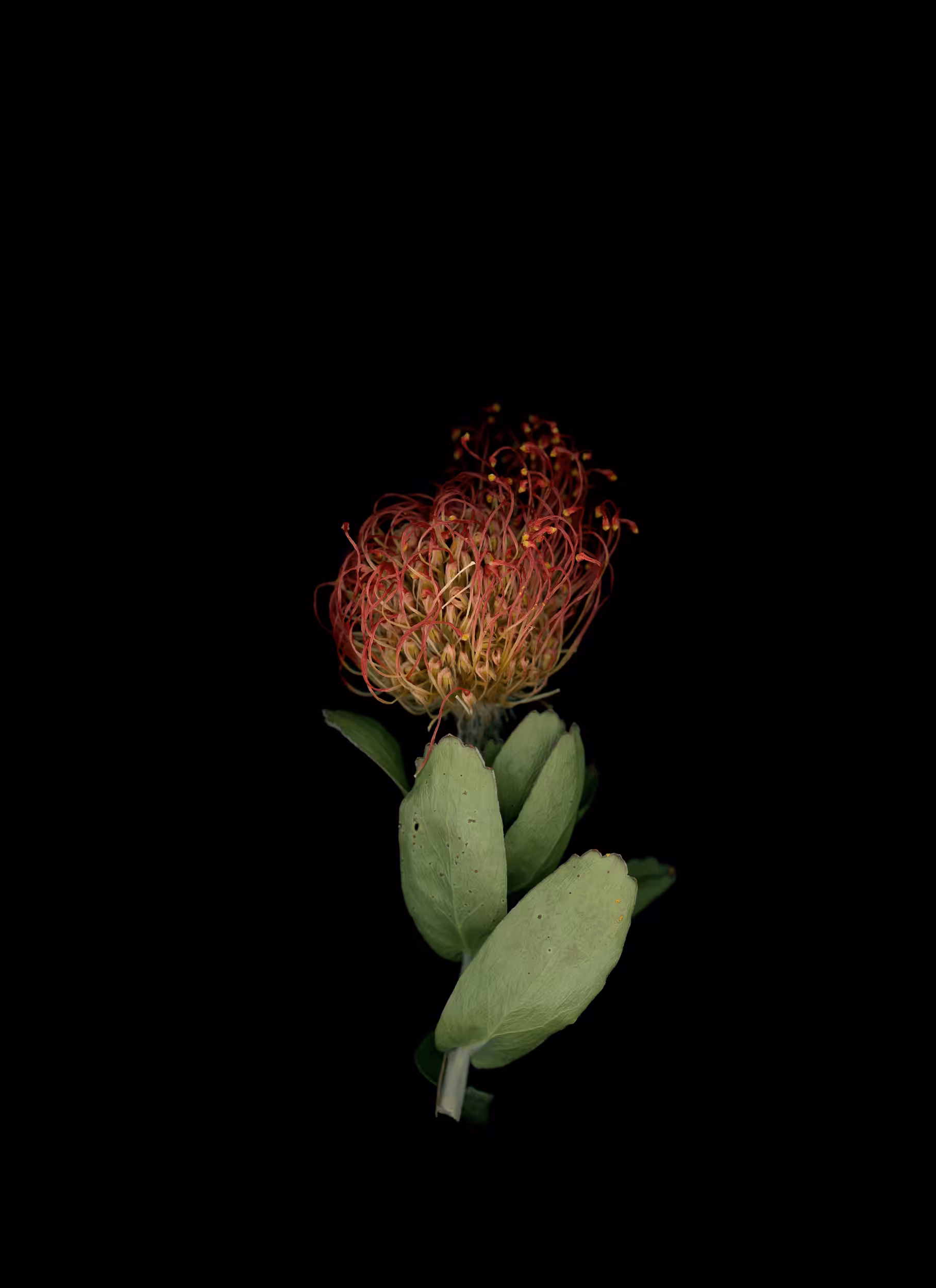 Pincushion (2020)