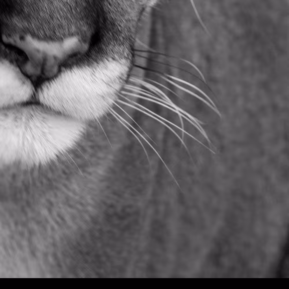 Rodeo posts: Puma 2