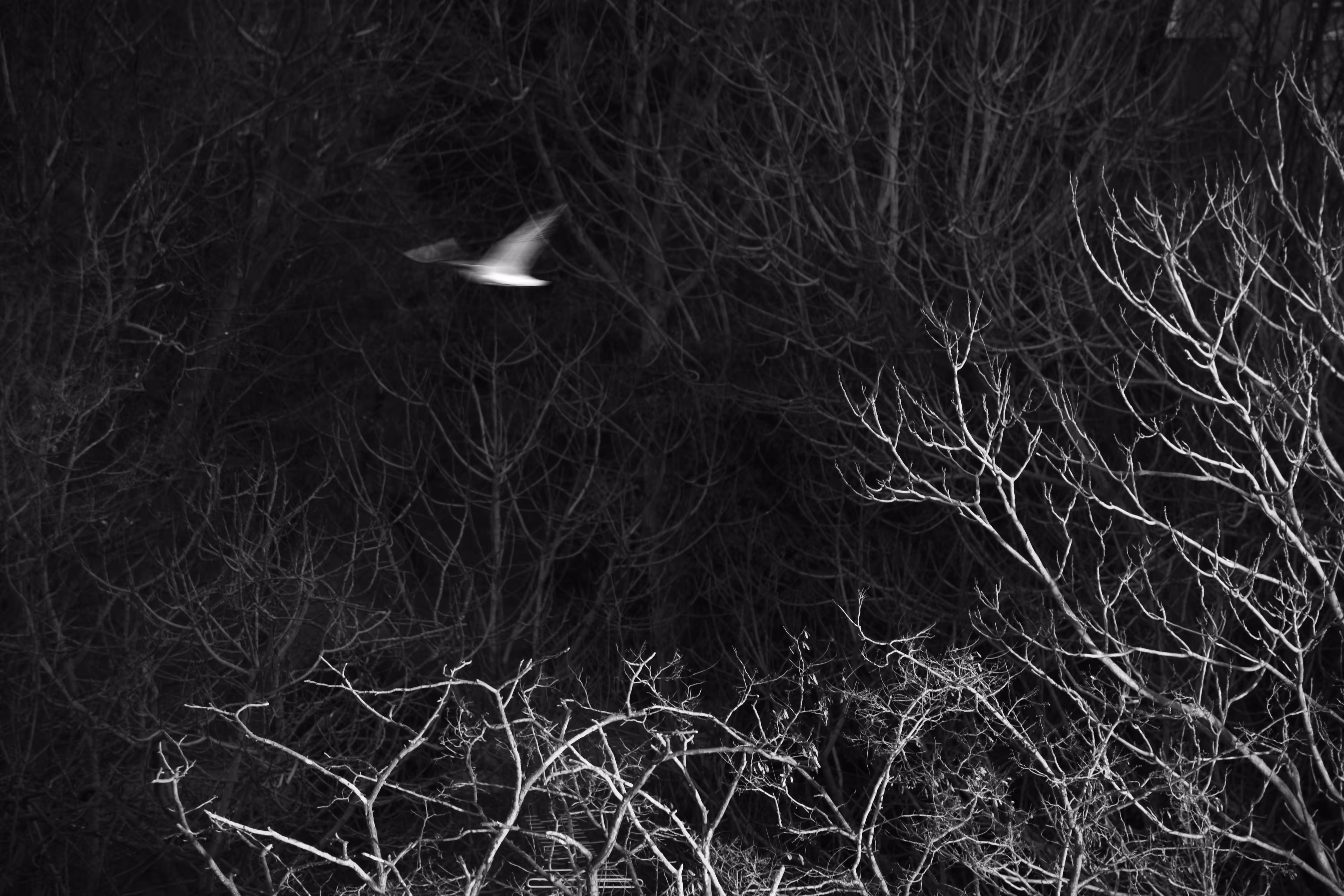 Flight