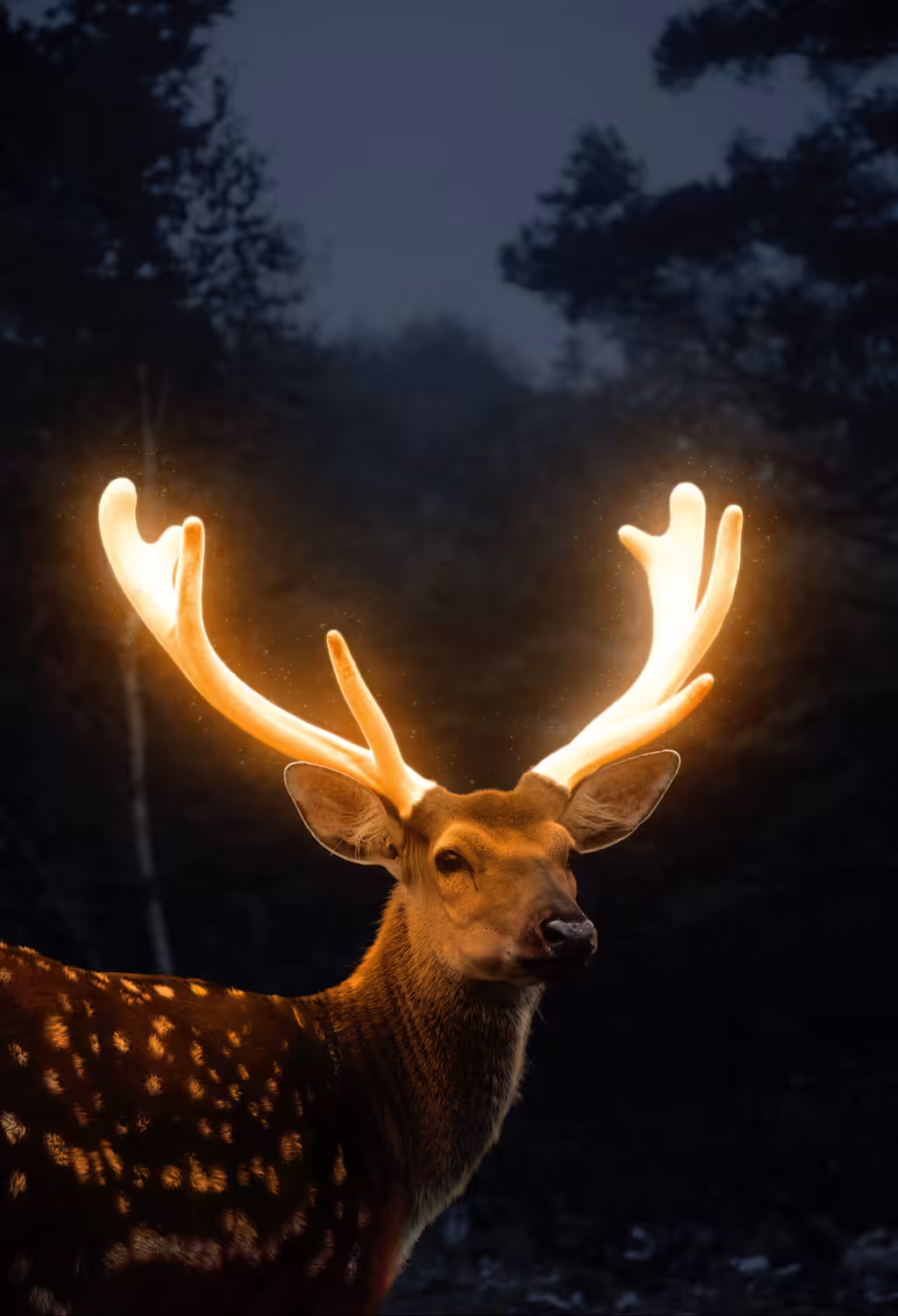 The Lights of Hope