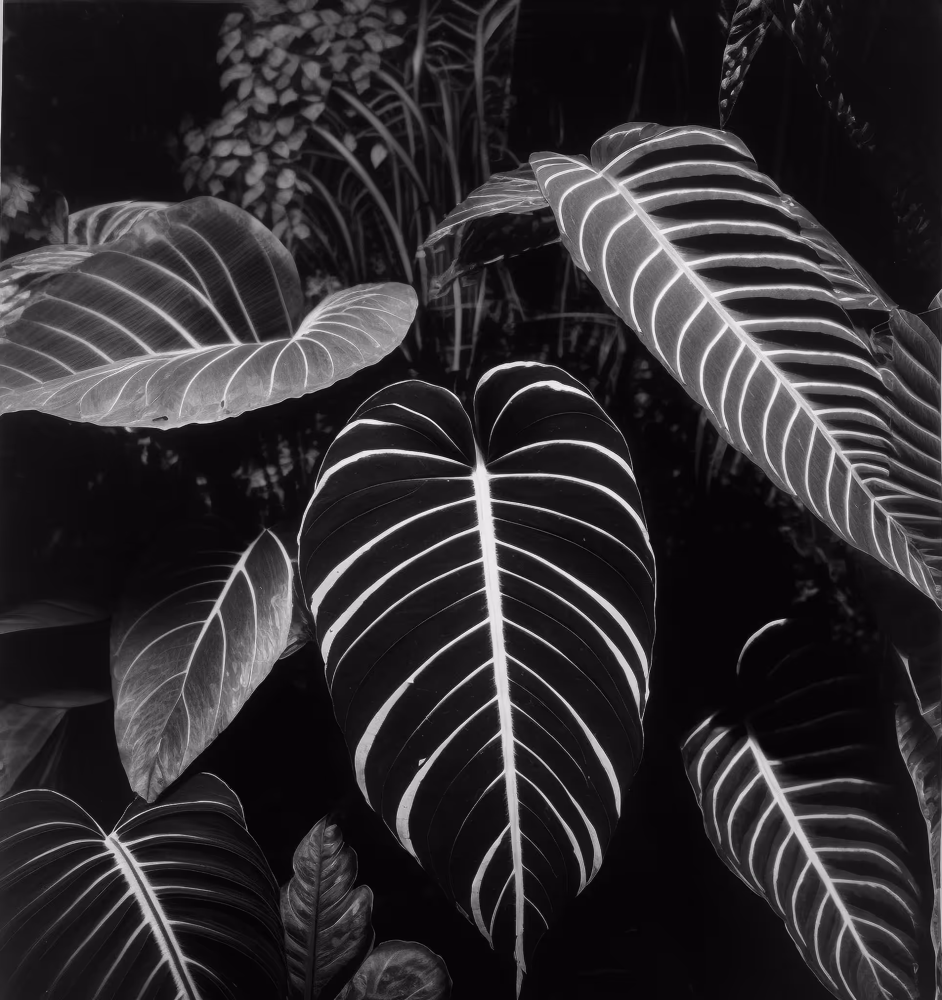 Philodendrons, Silver Gelatin Print (developing-out-process), 1922