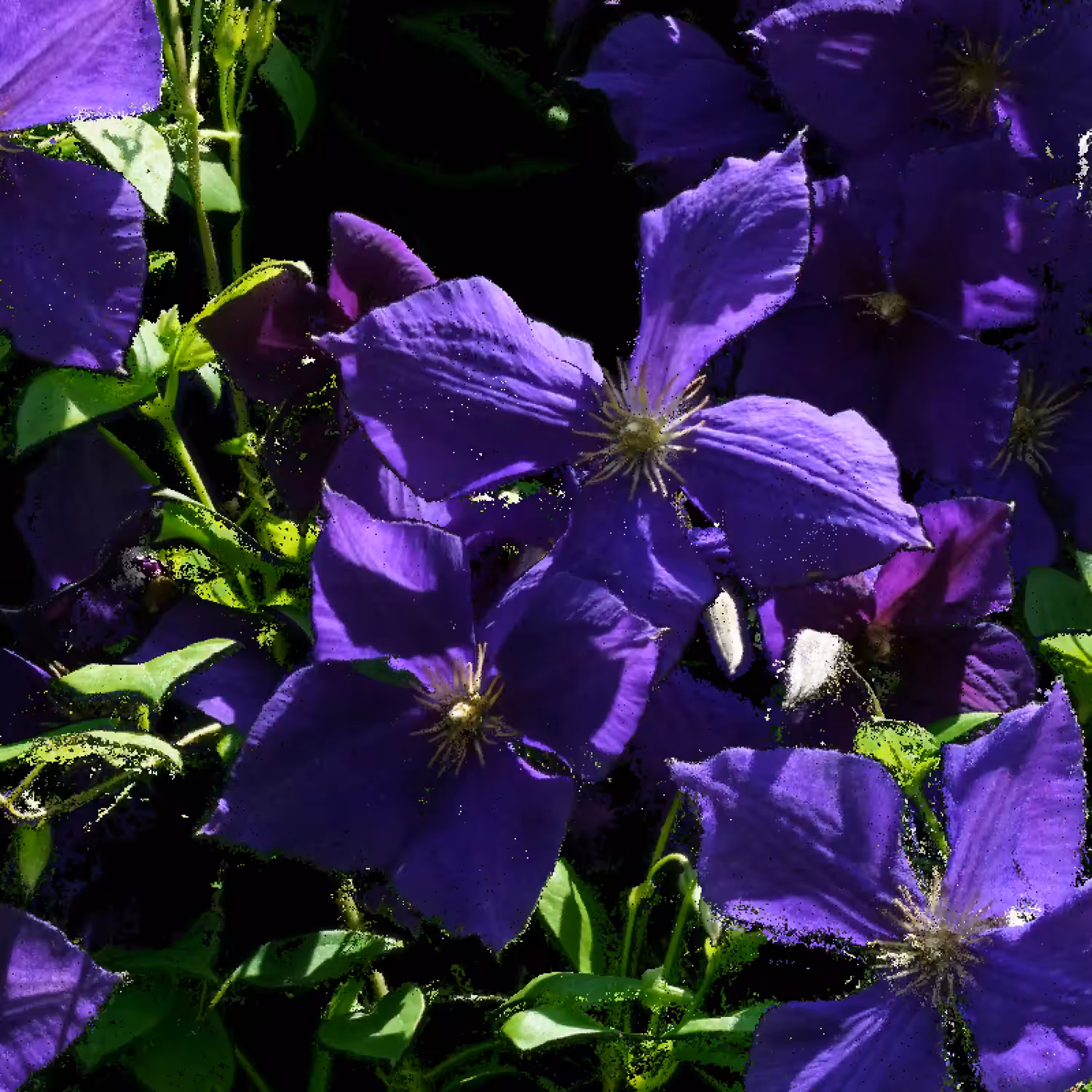 Clematis [NFT version]