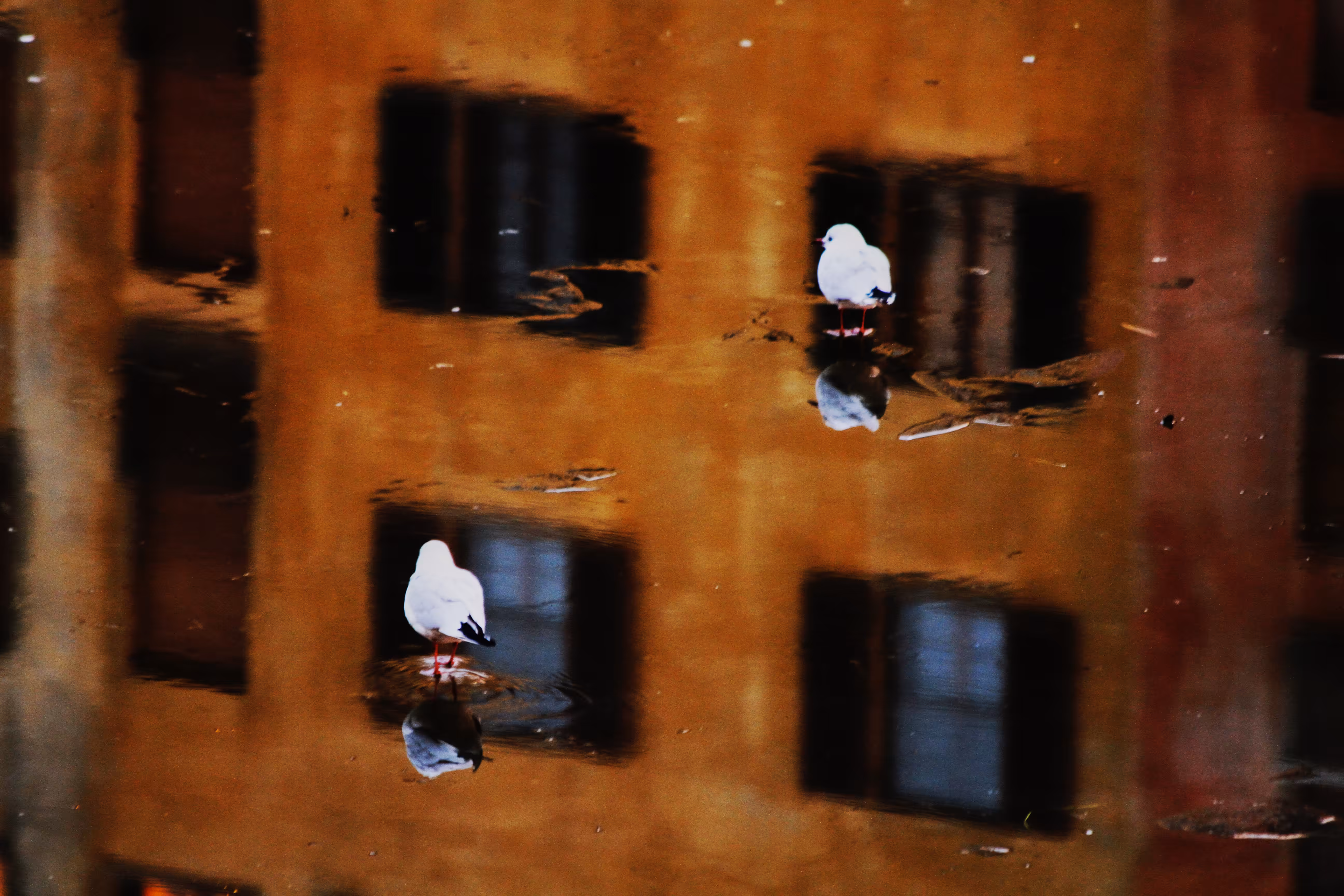 Perched Between Reality and Reflection