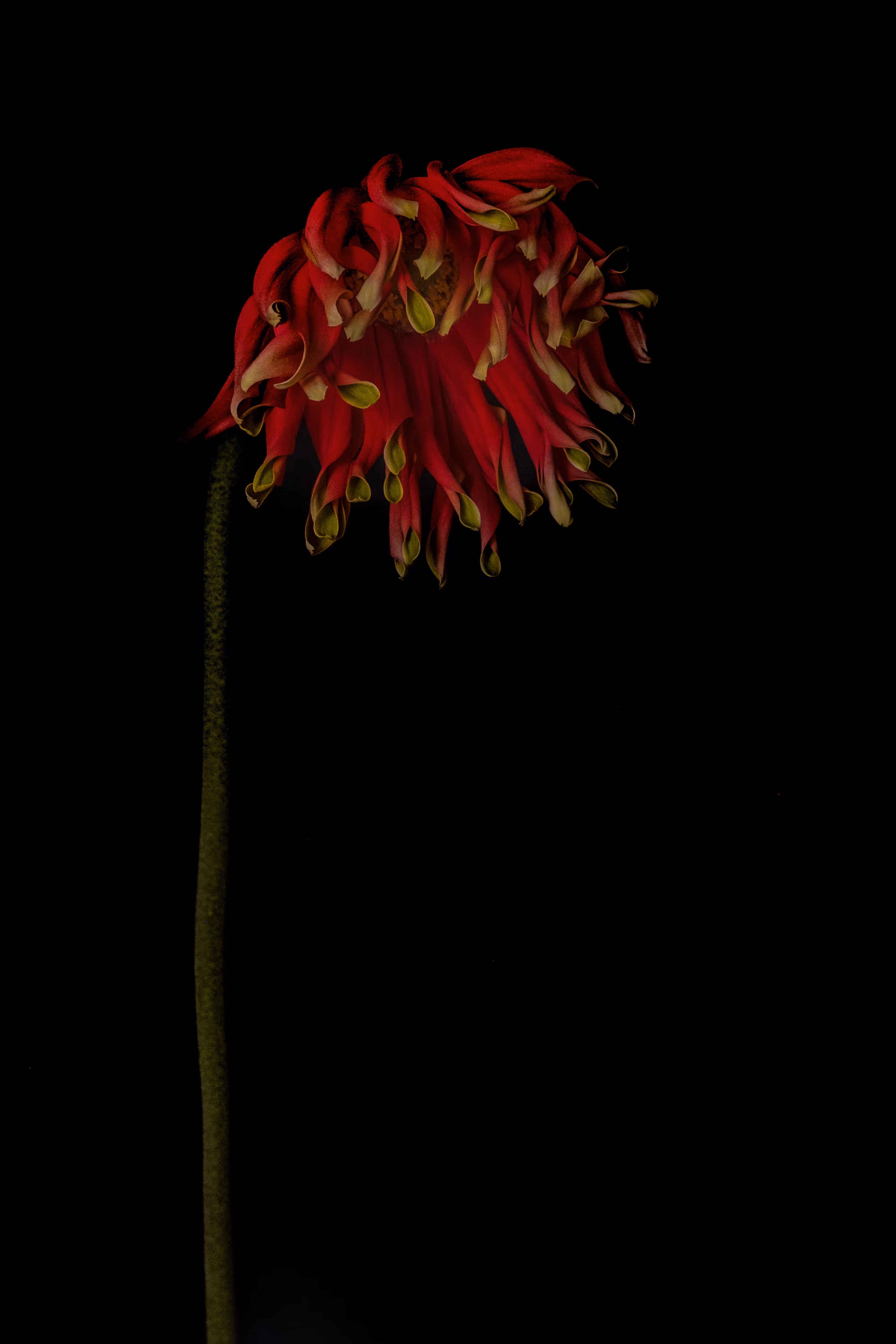 Asteraceae (dhalia)