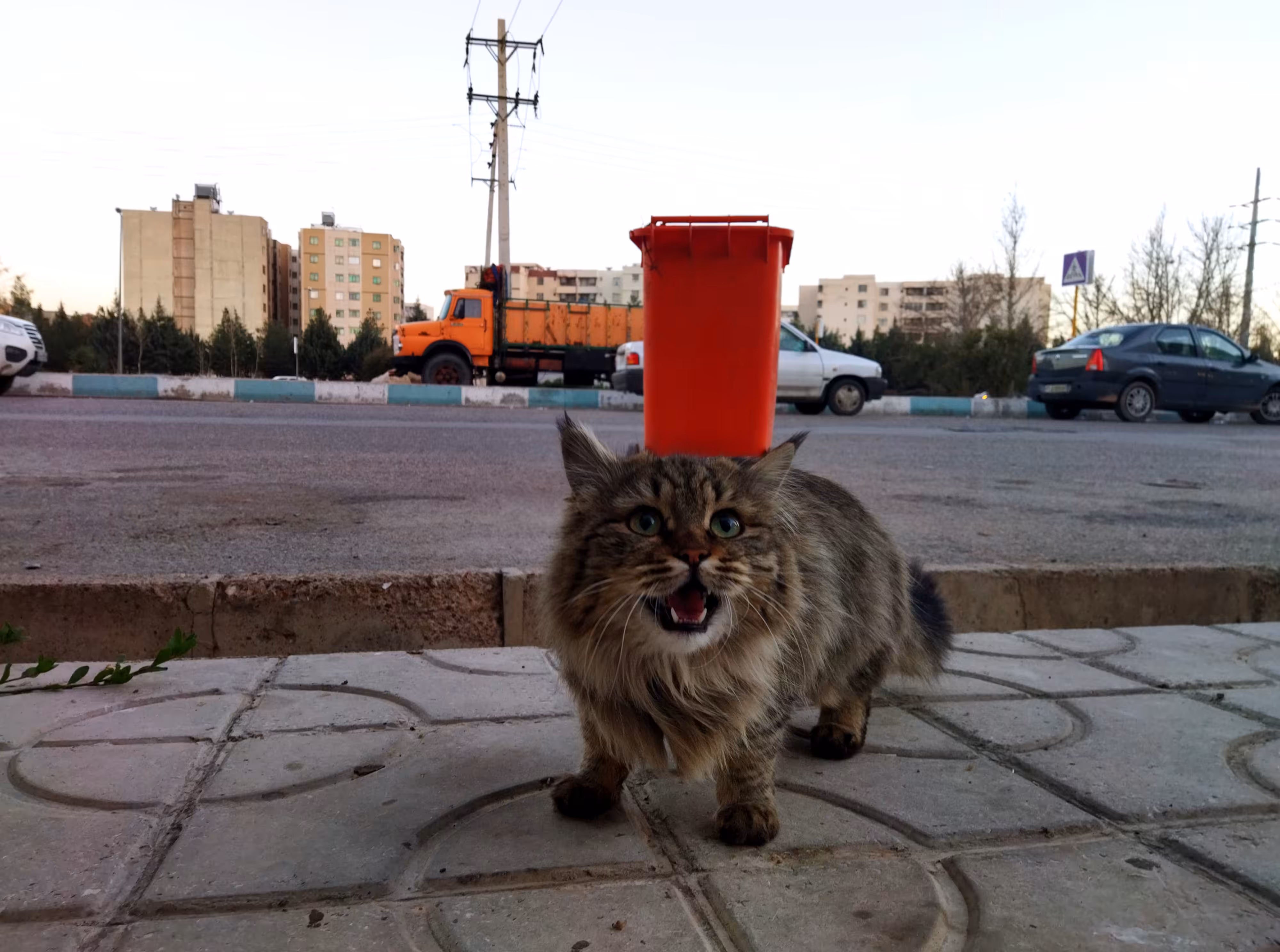 “Excuse Me, Human?!”
