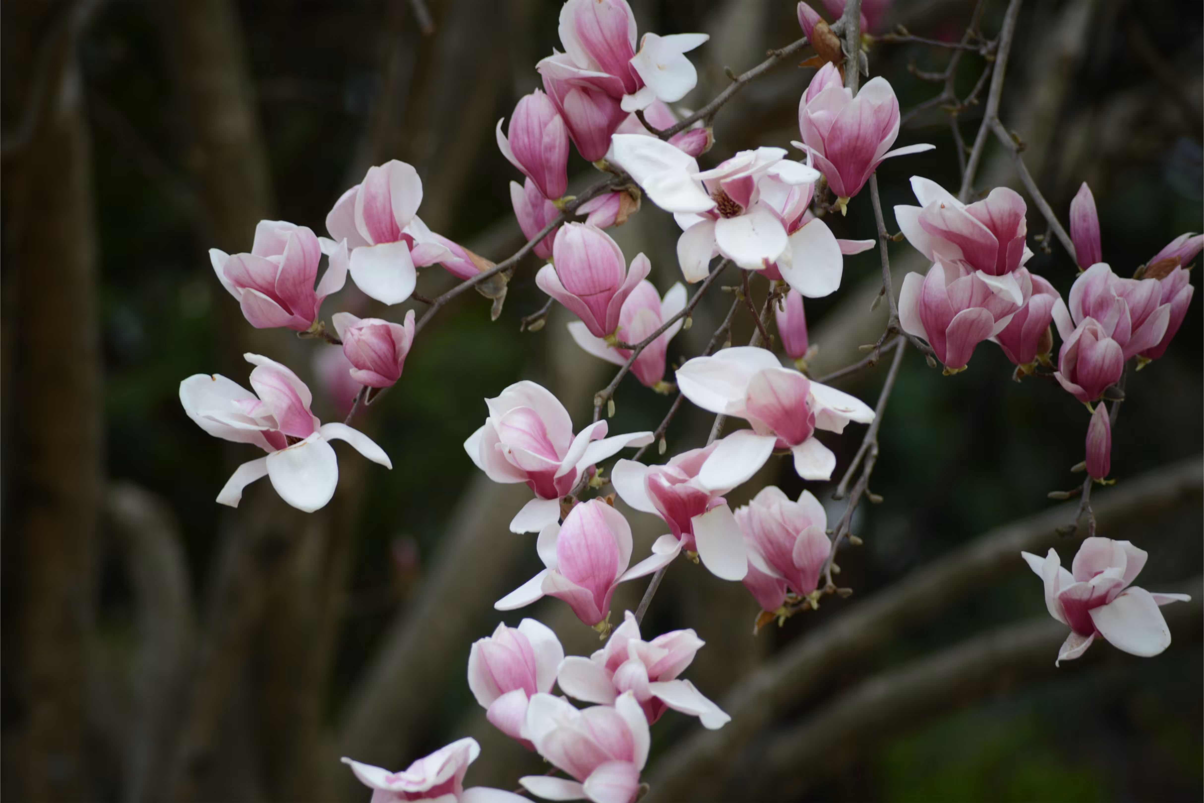 Magnolias 4