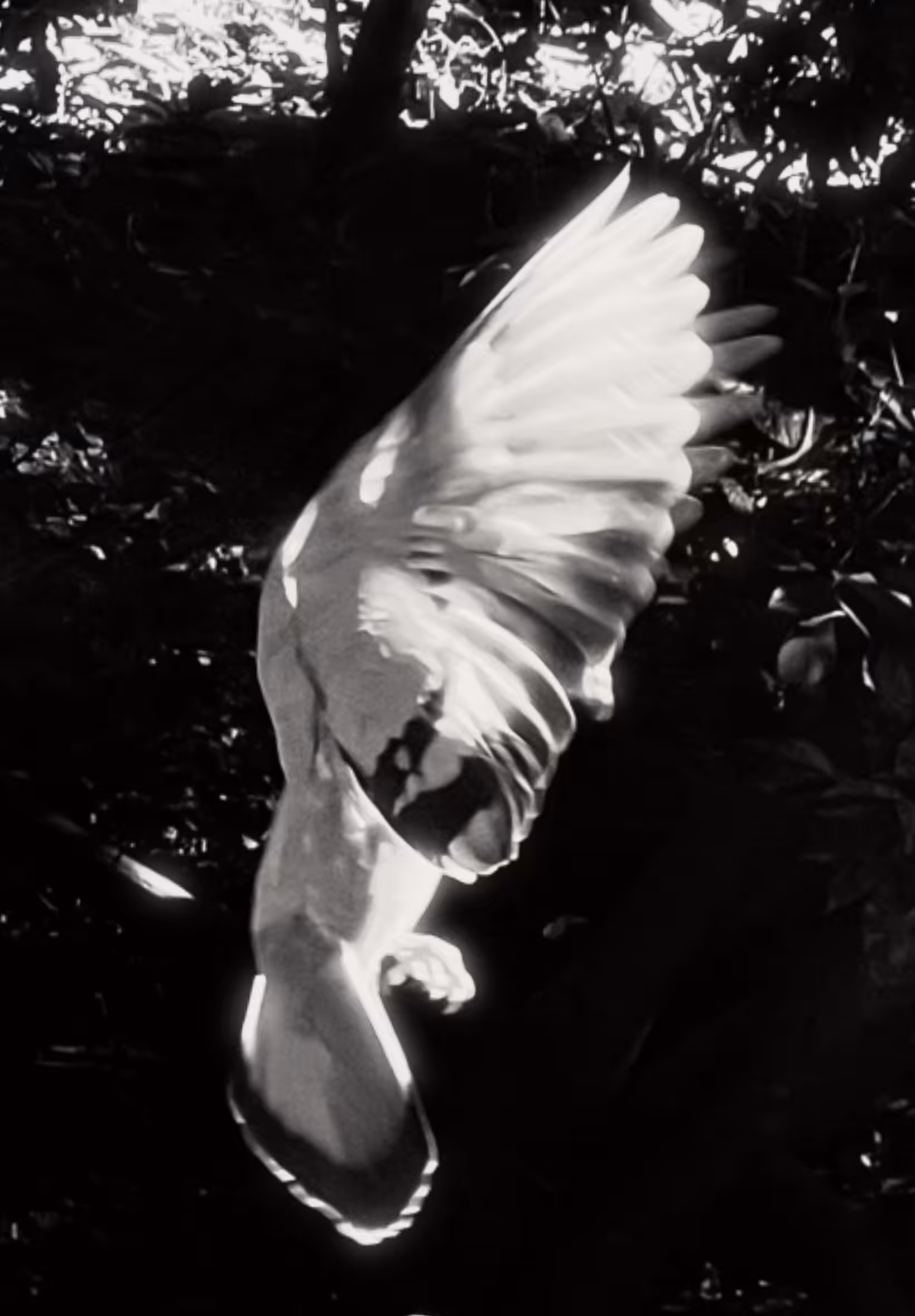 Magical Creature