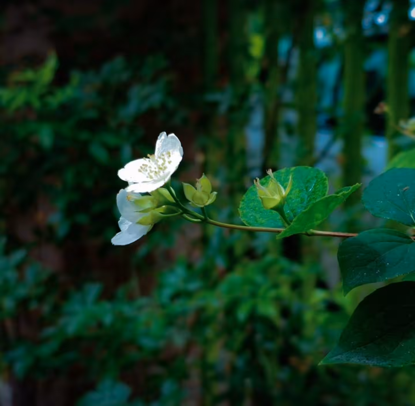Beautiful spring blossom