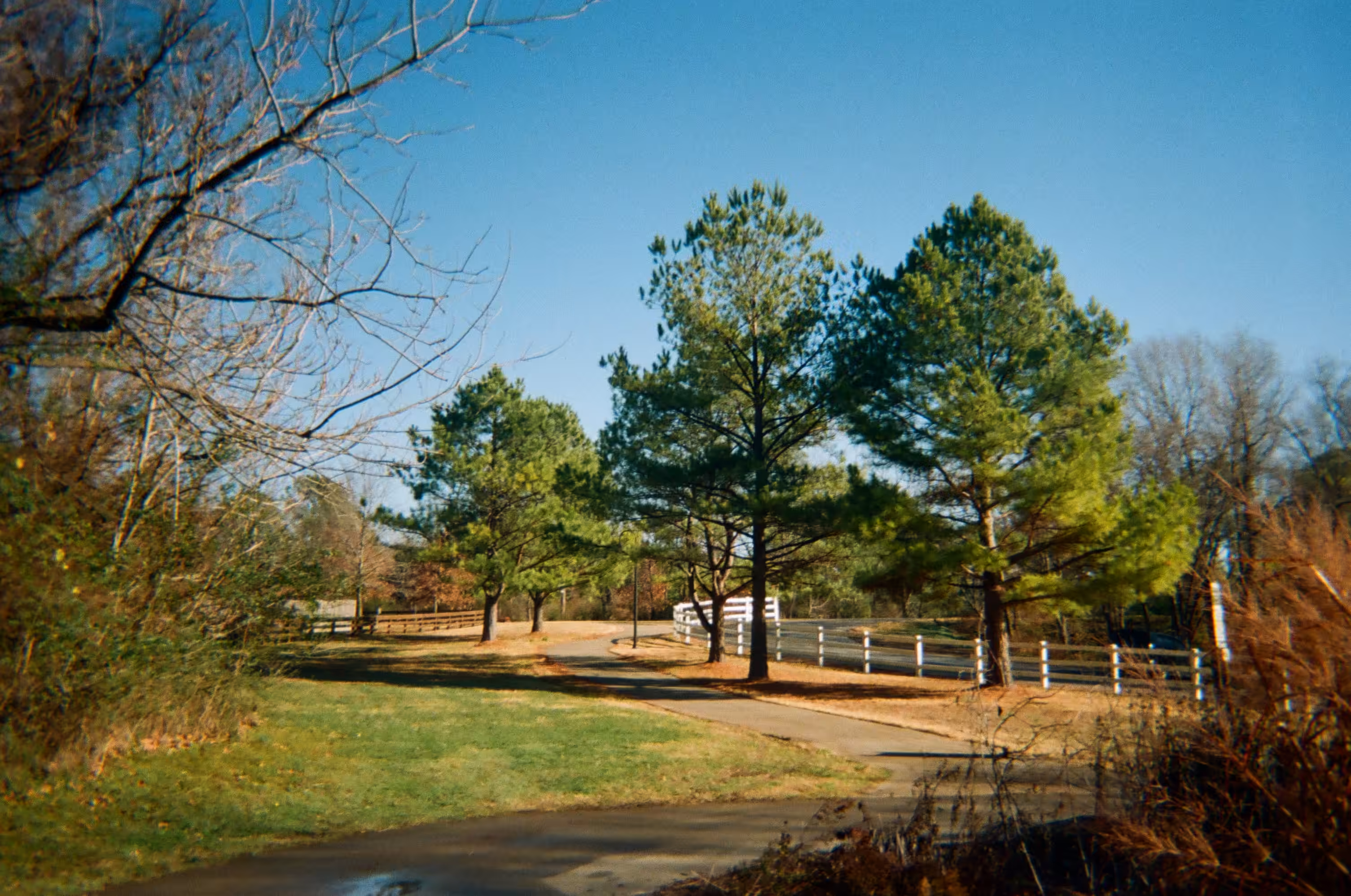 Morning Pines