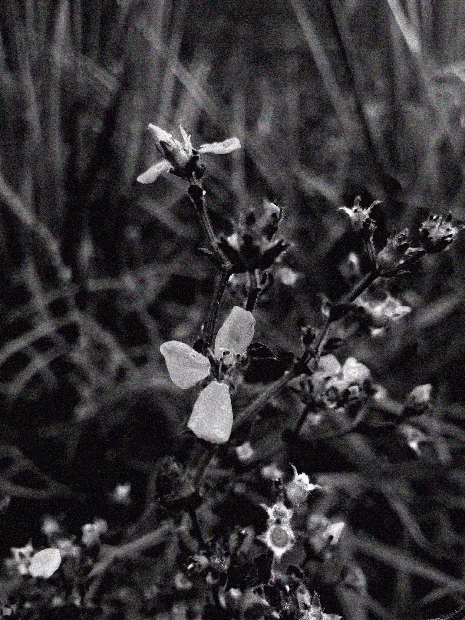 Wild flower 