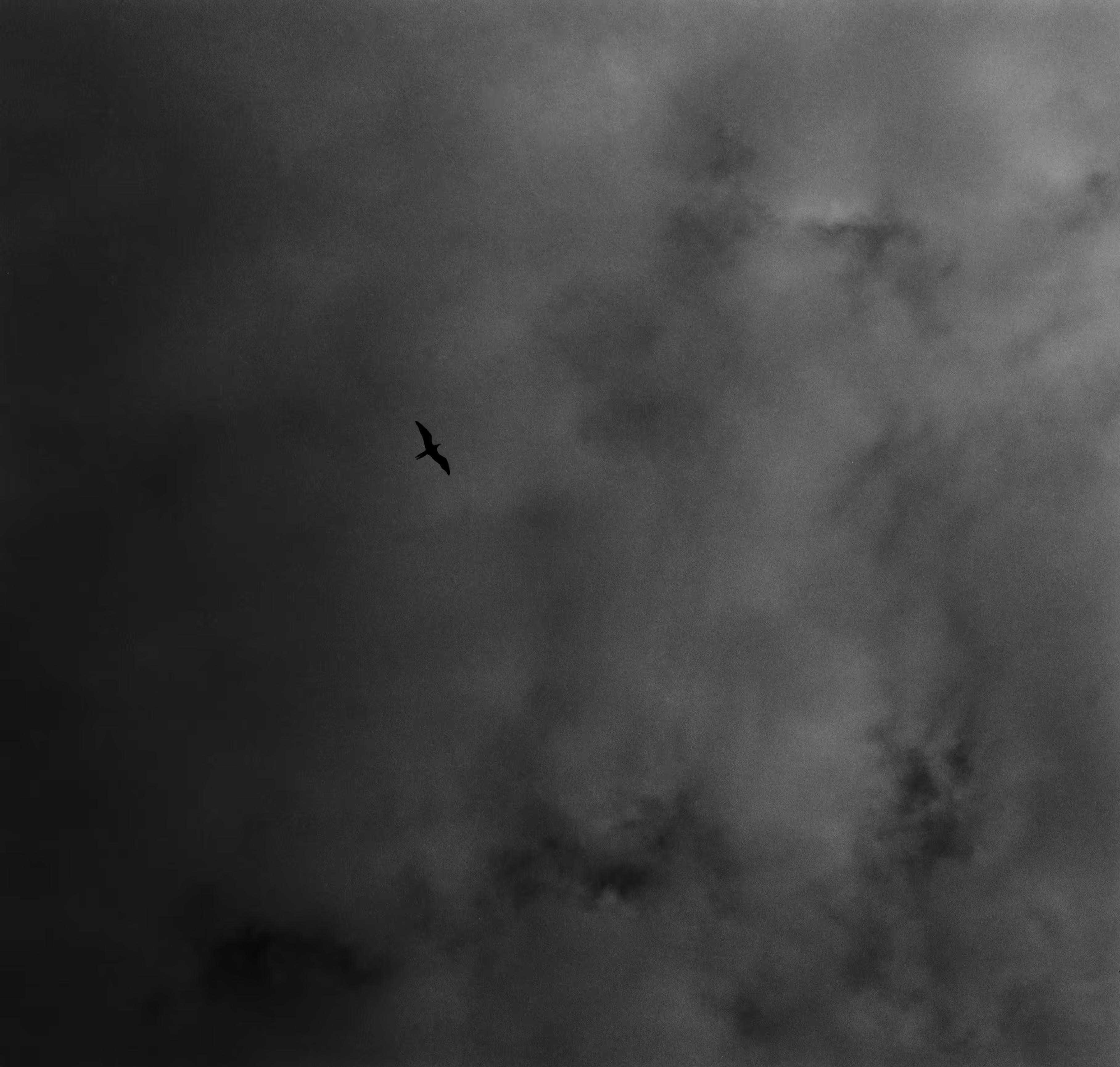 Bird Pray