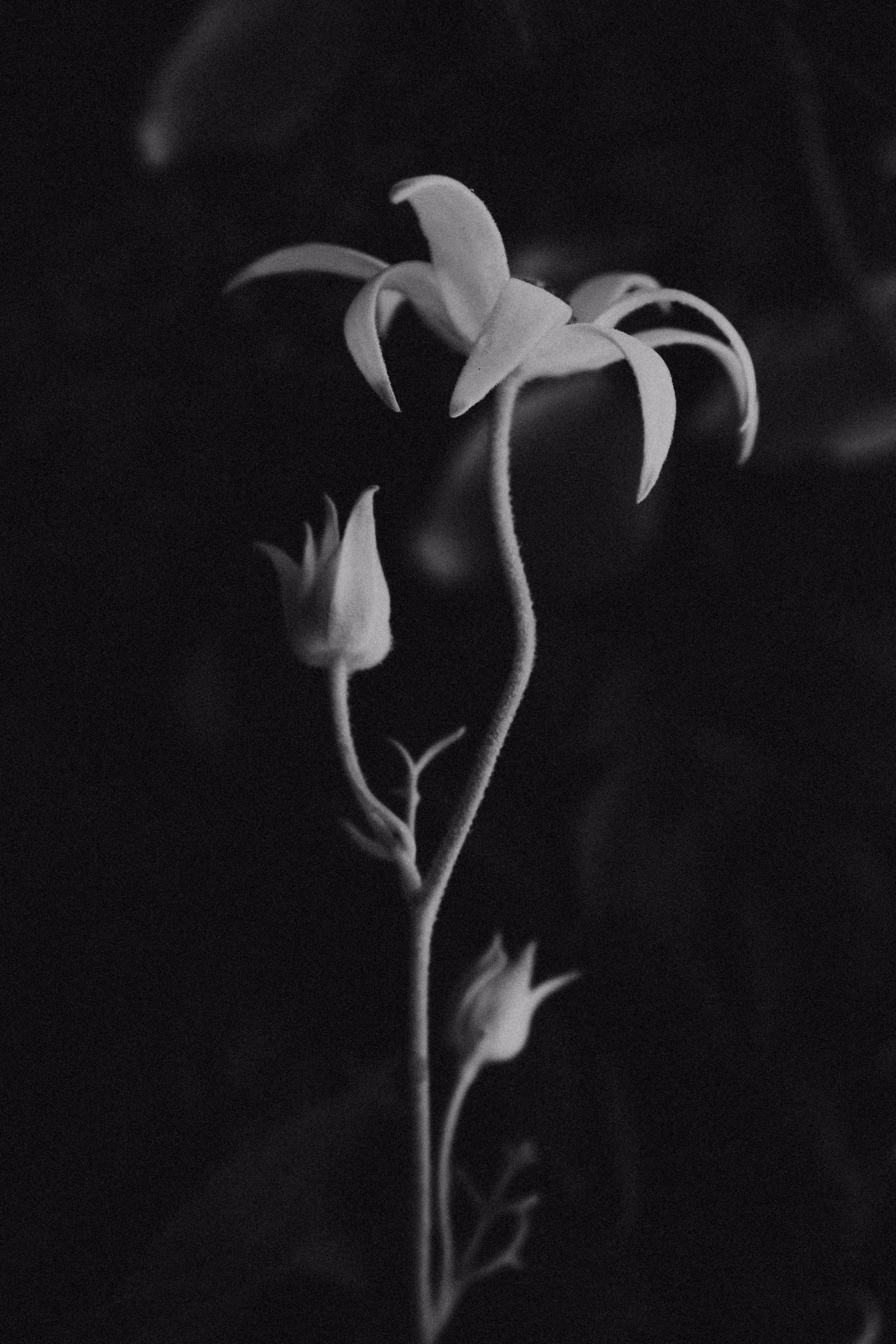 Flannel Flower