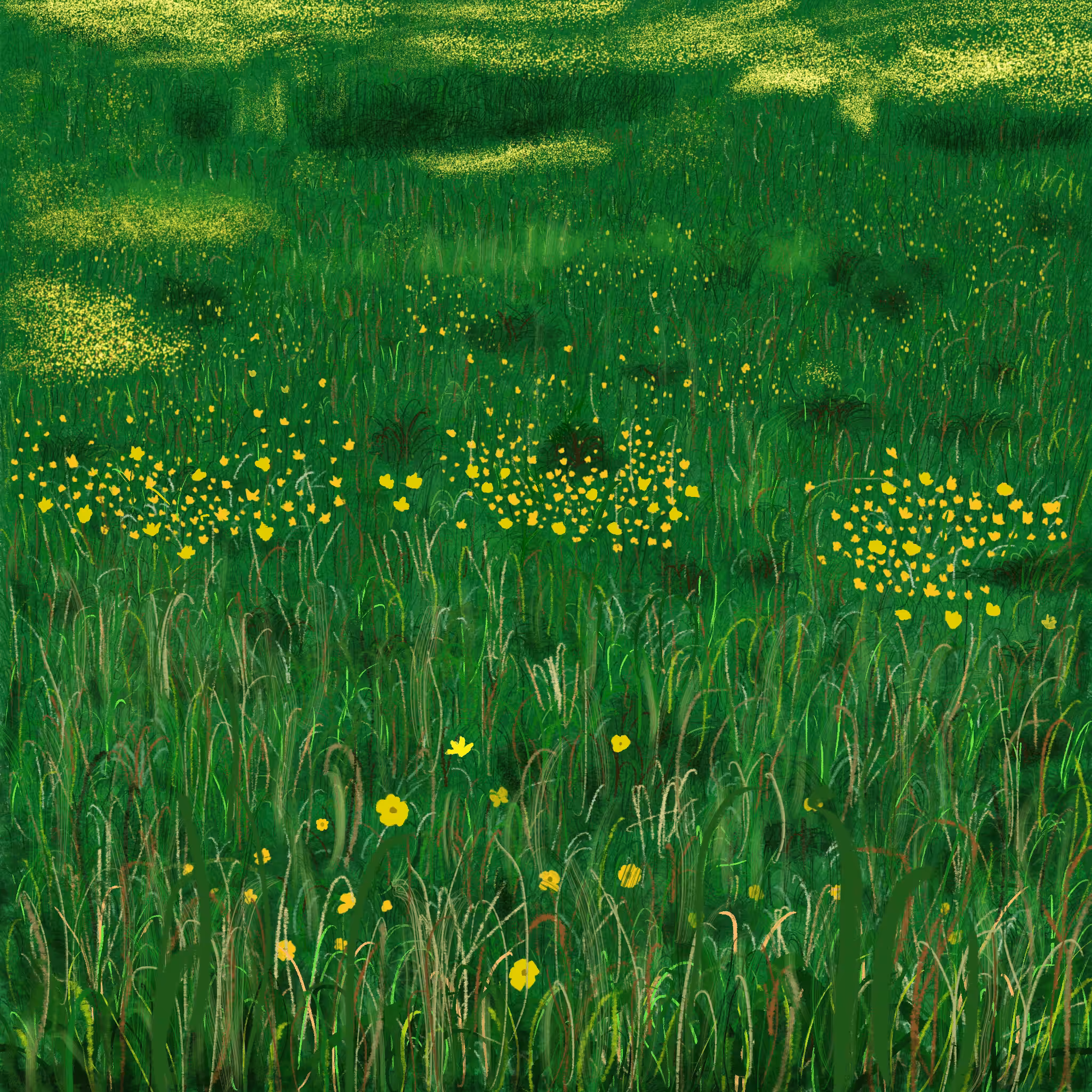 Buttercups