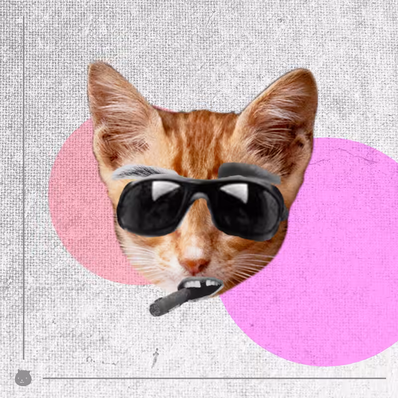 Kittenstein #41