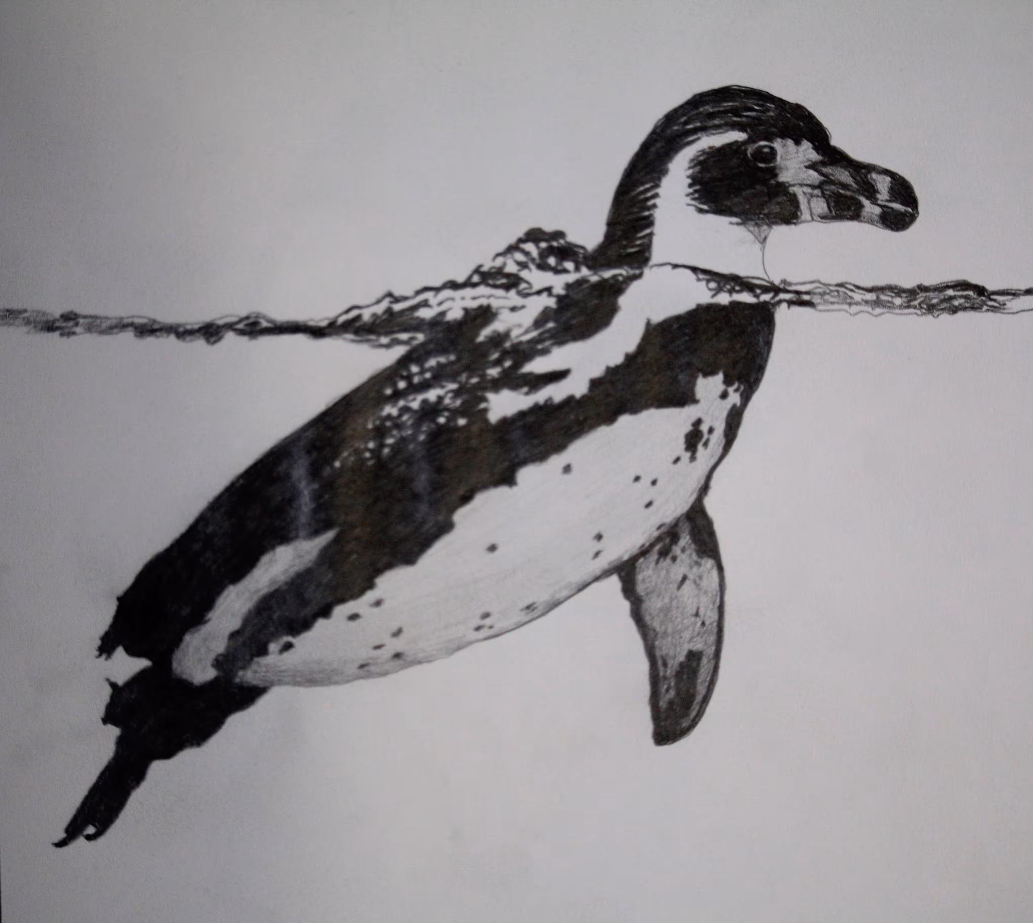 MAGELLANIC PENGUIN (Spheniscus magellanicus)