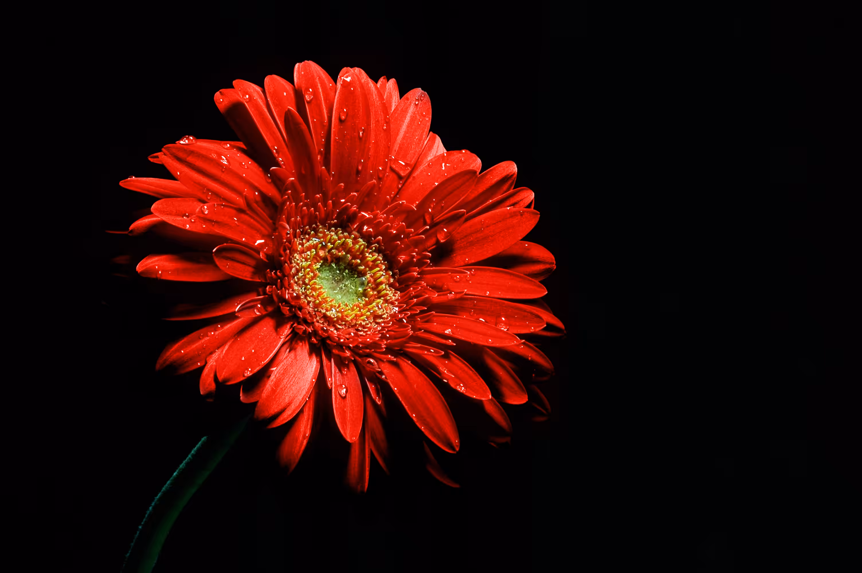 Nifty Creative Special Collection #28