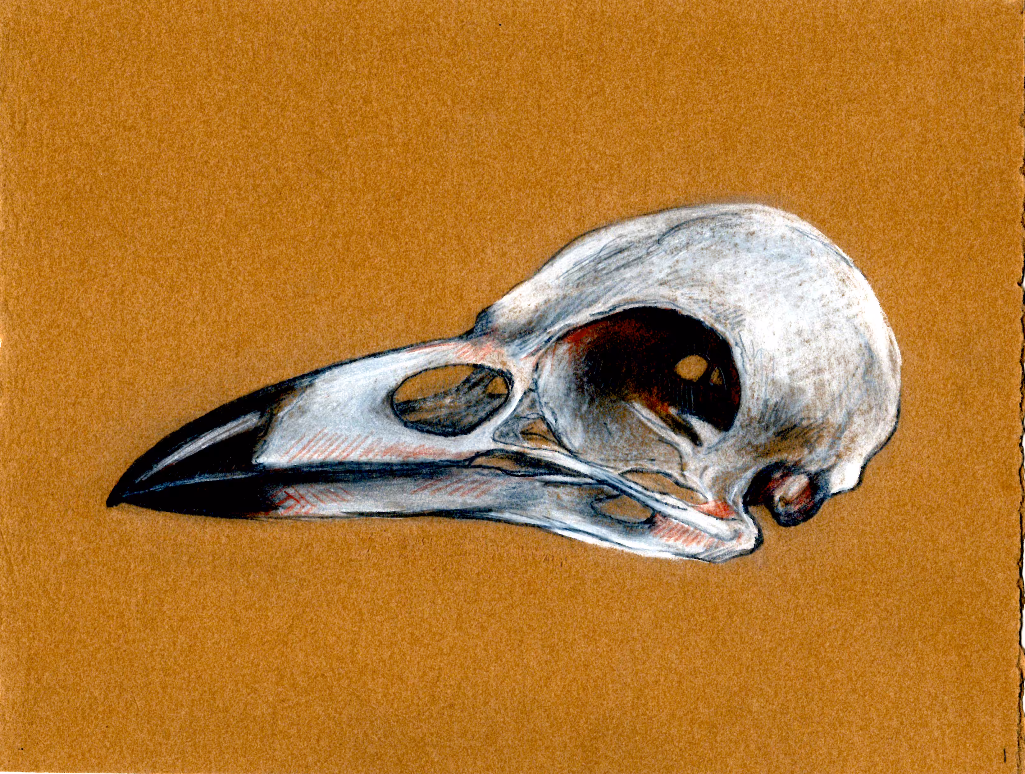 Crow Skull v.1