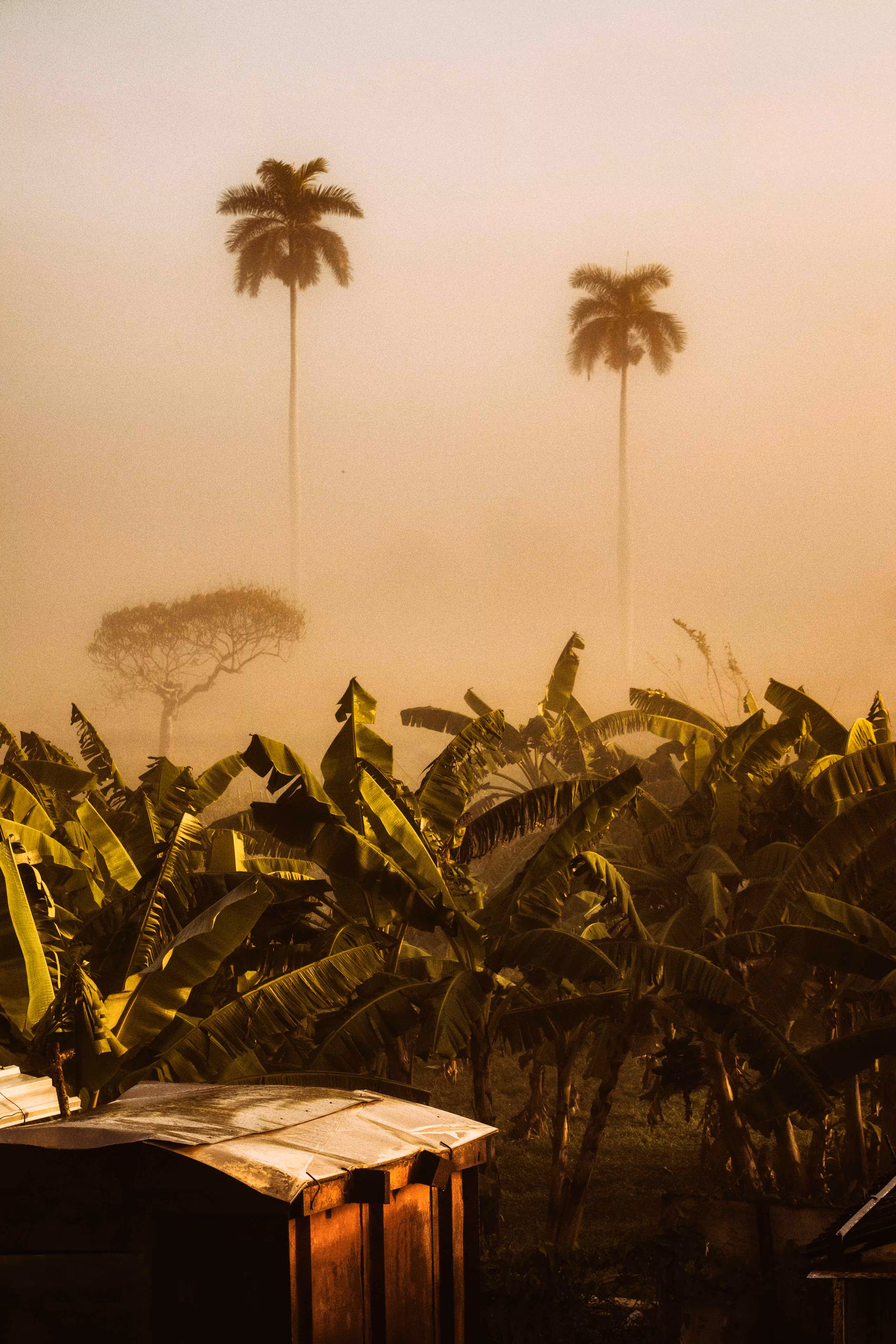 Royal palms