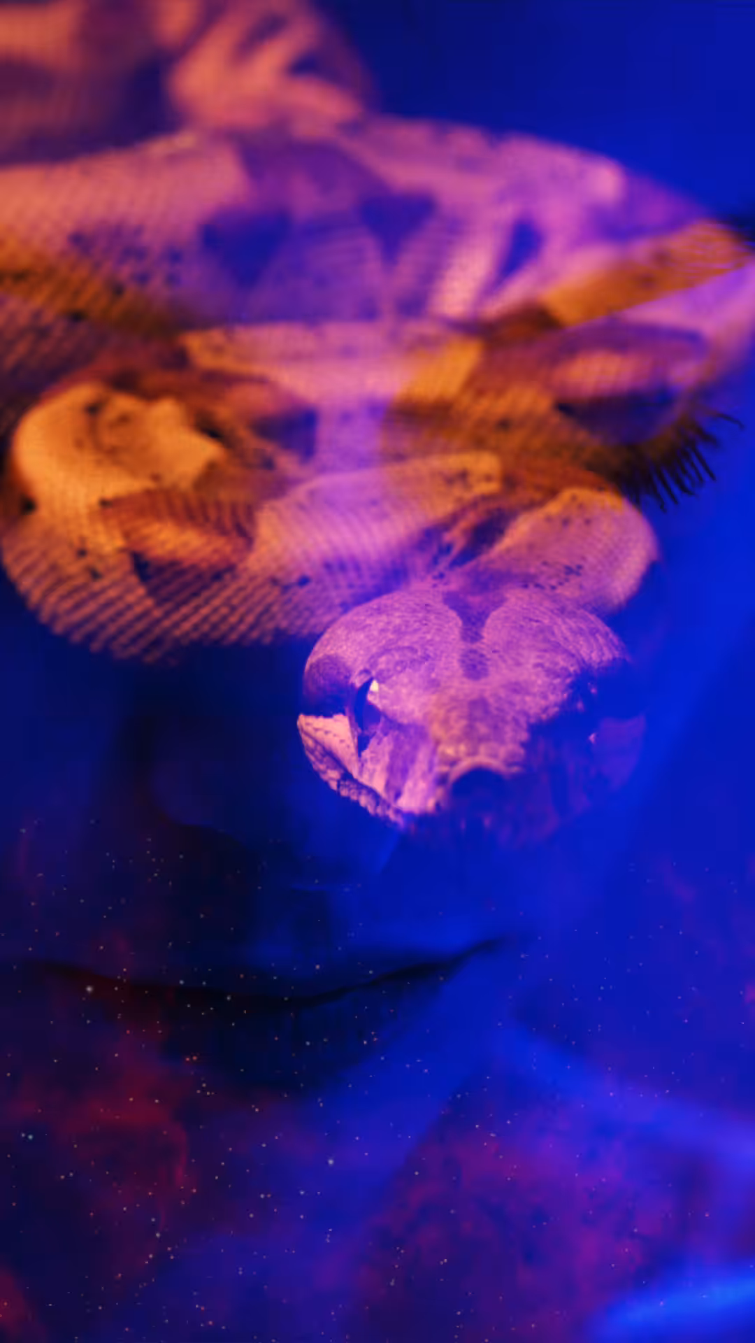 The Serpent - Trust in Me #8/18