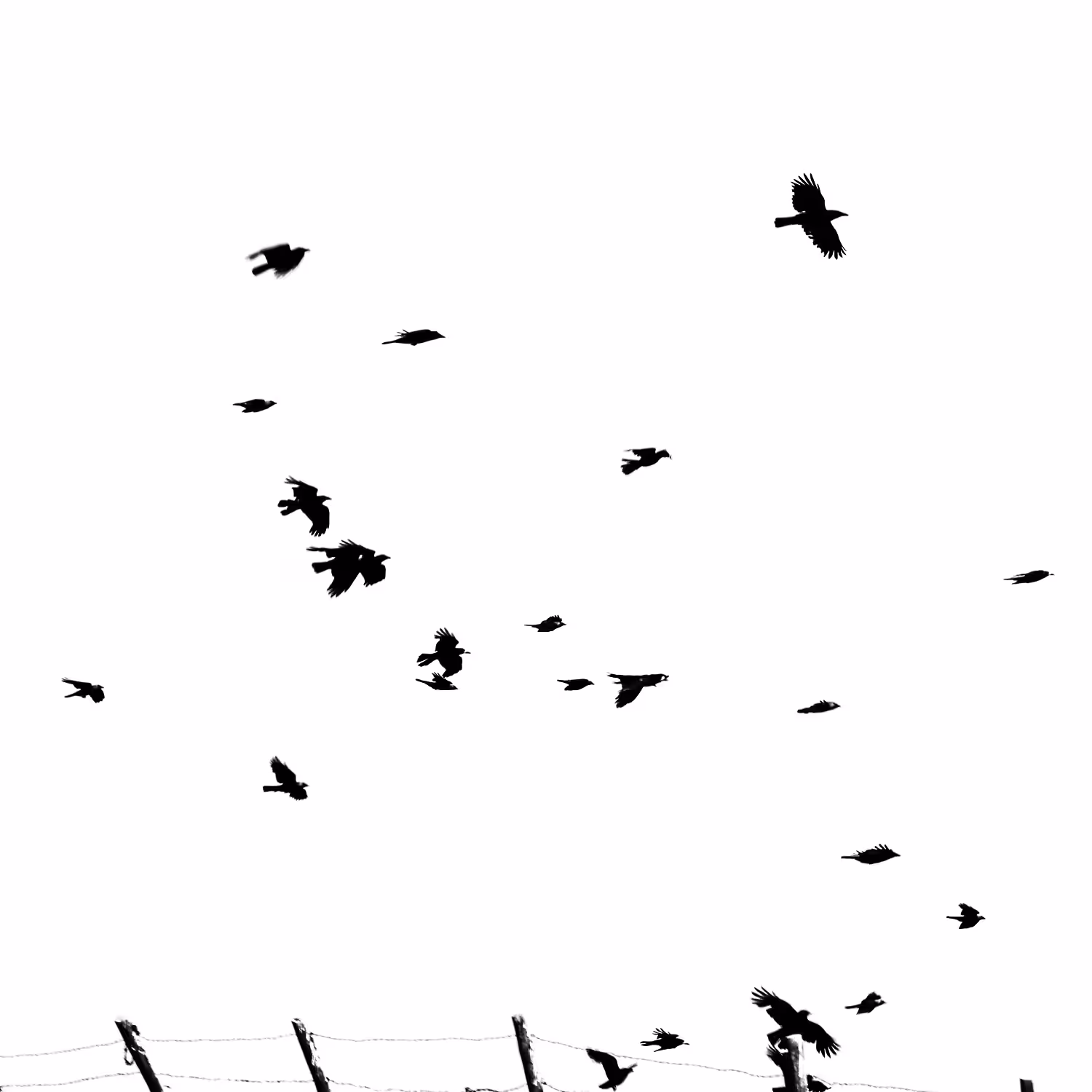 Crows on the Wing