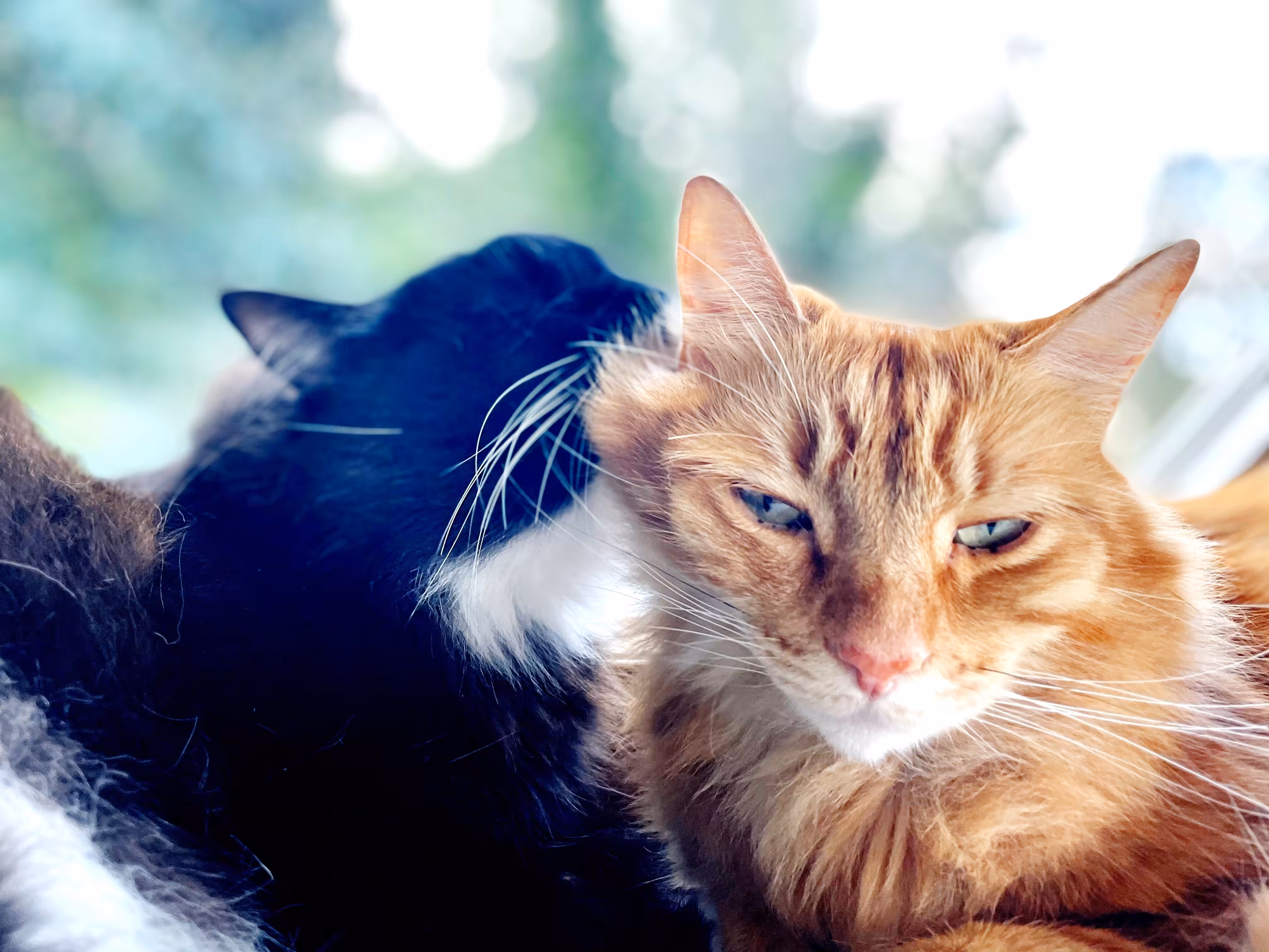 loving cats
