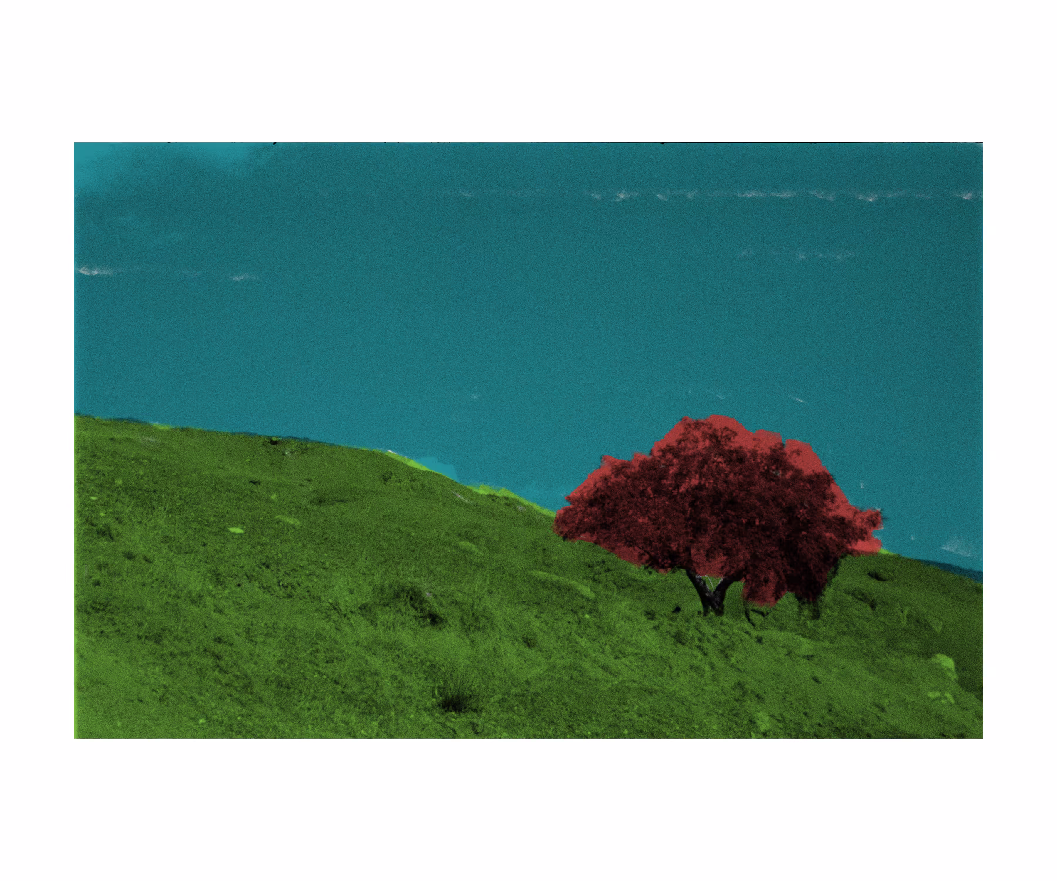 Cherry Tree