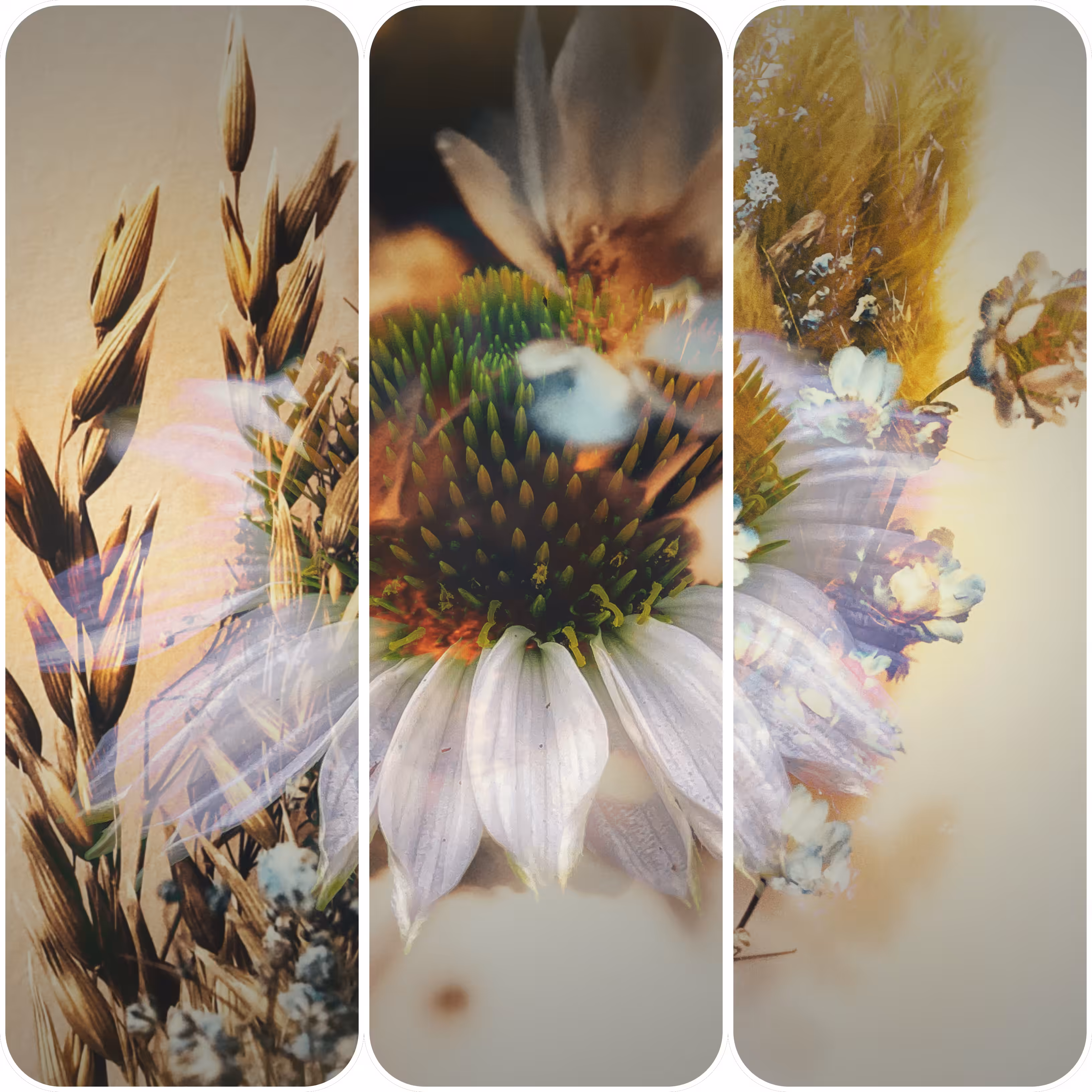 🌸Floral Paradise: Echinacea 🤍