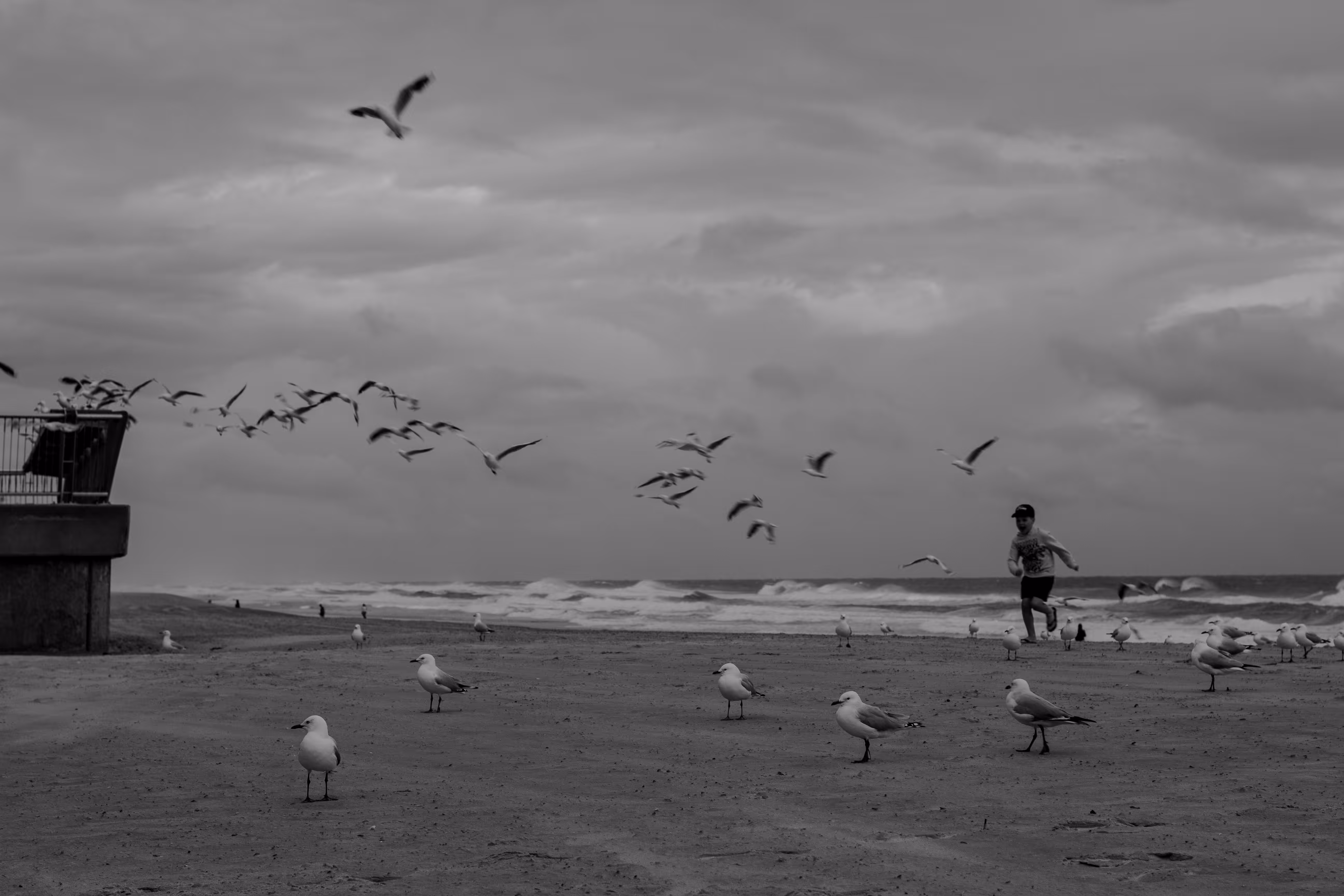 The march of seagulls