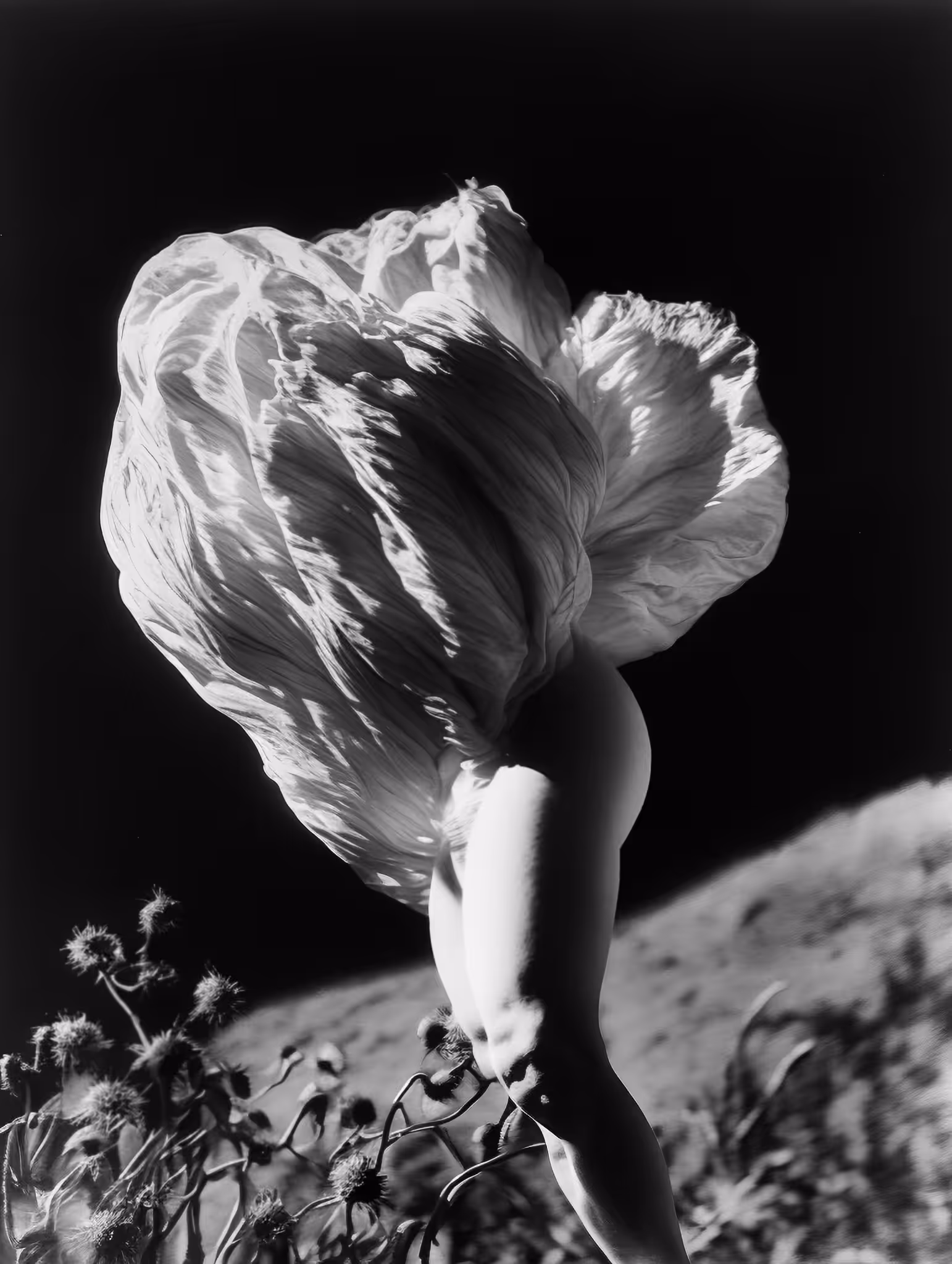 Seahollly, Silver Gelatin Print (combination printing), 1886