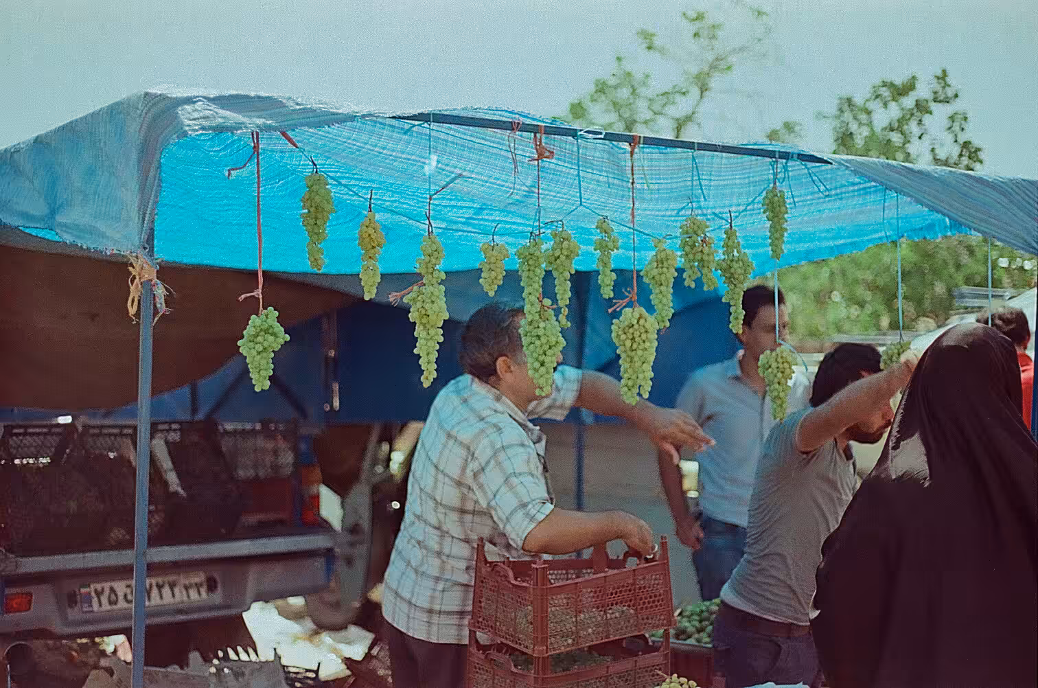 GreenGrapes