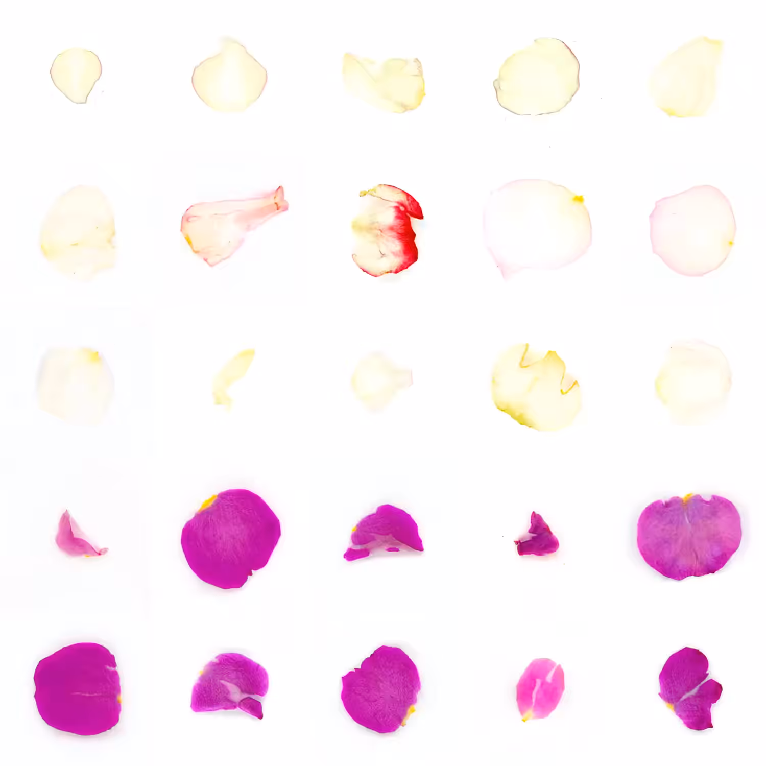 Infinite Petals 5x5#2744
