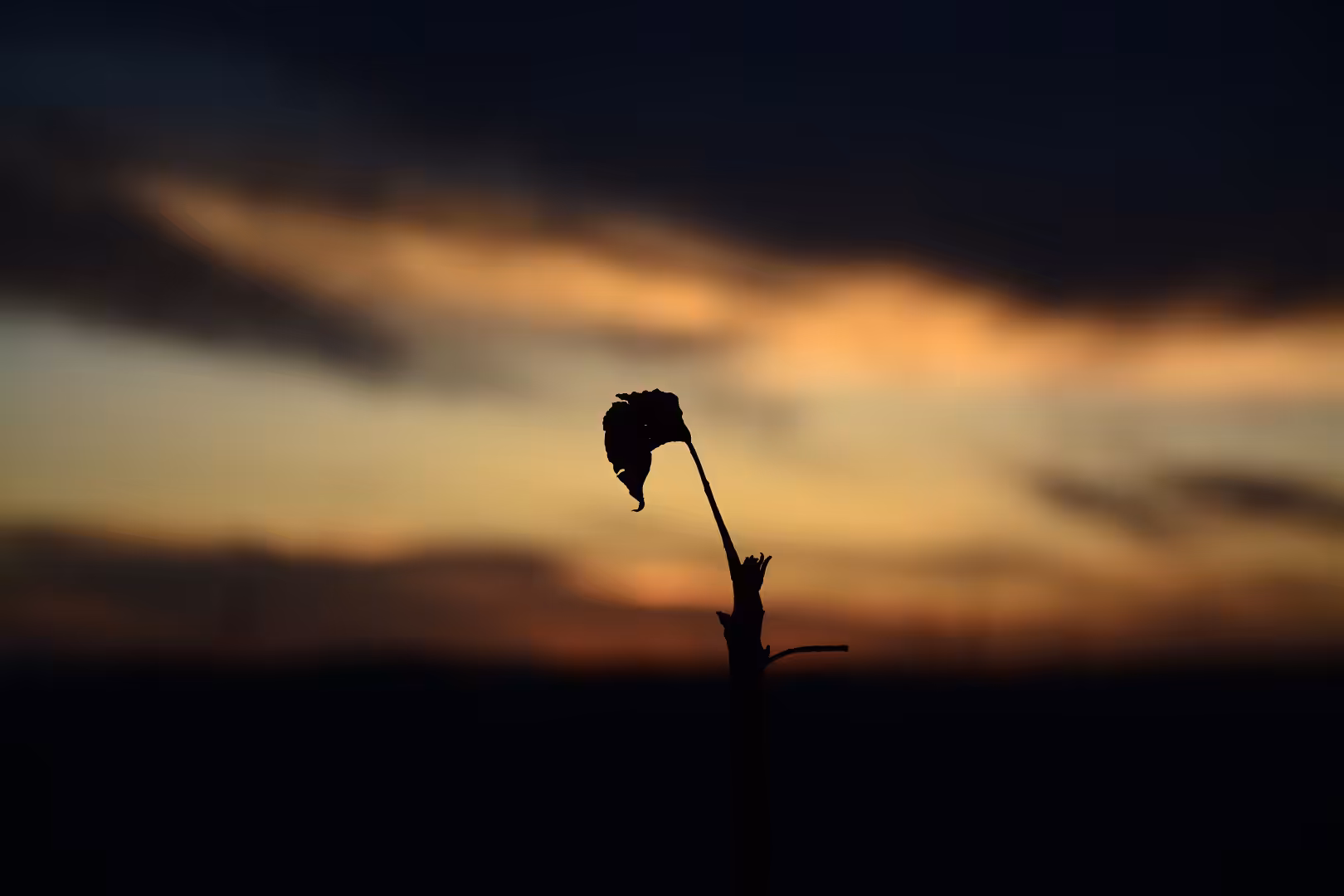 Alone in the evening