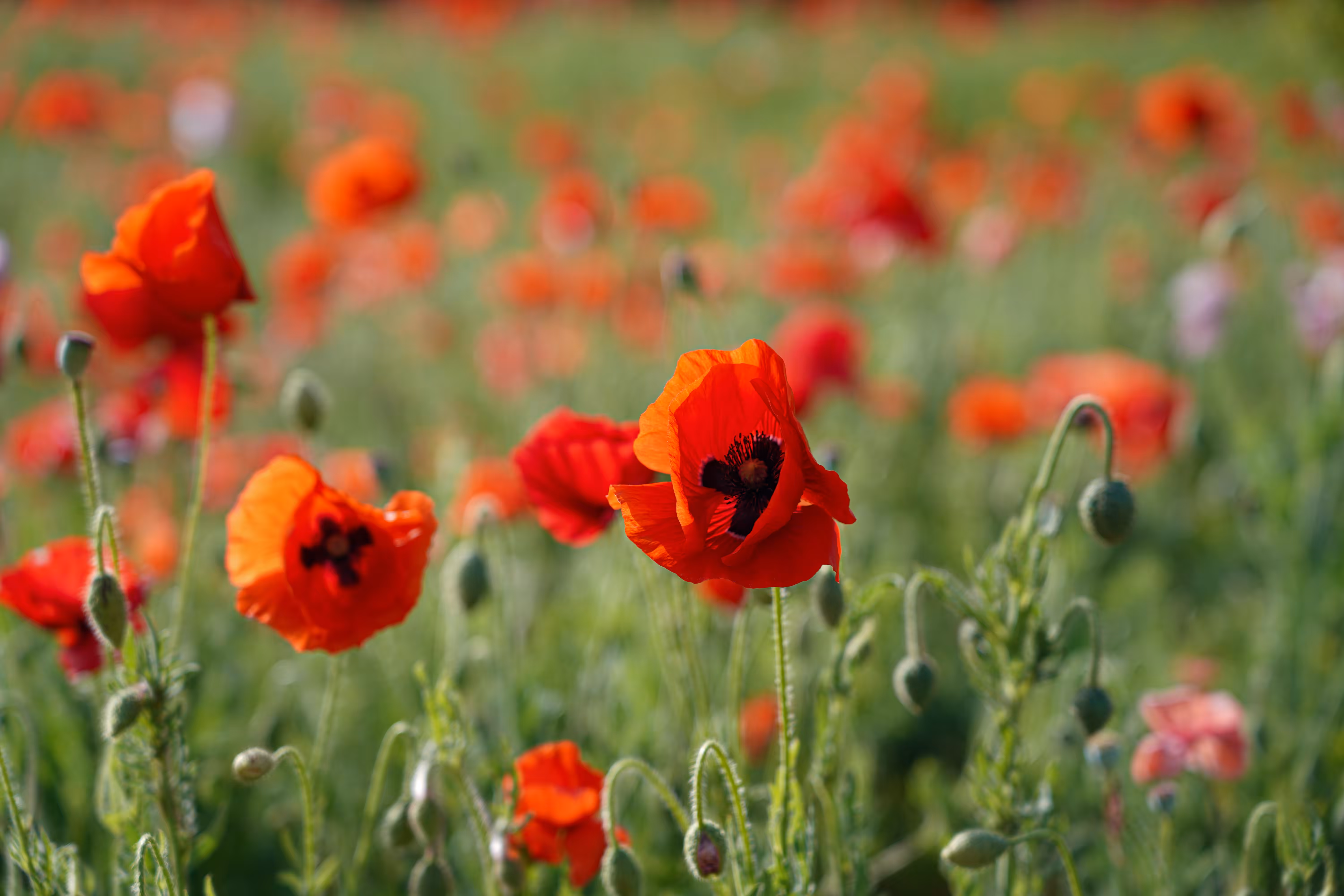 flowers: Anemone