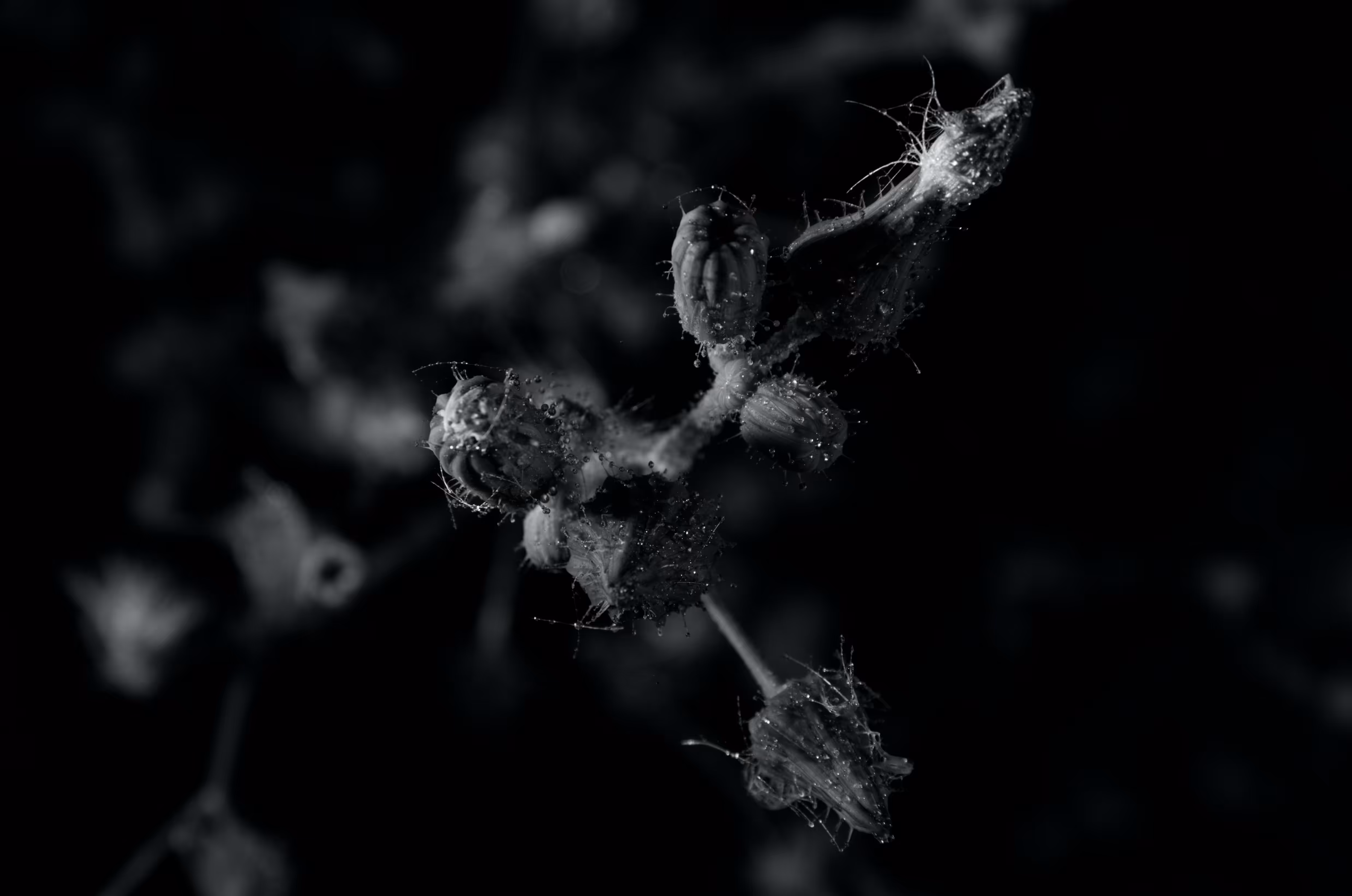 Heaven Series: Mark of Darkness D7000 #233