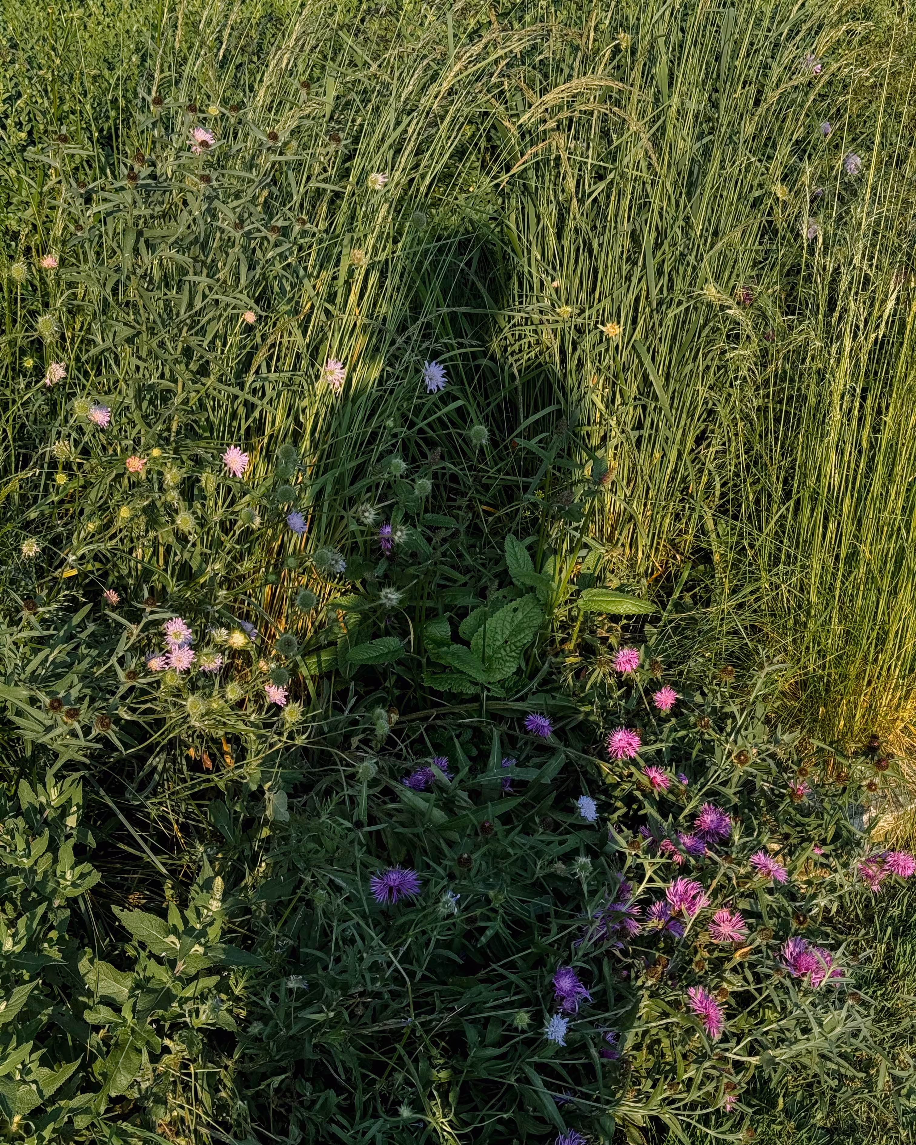 in the summer